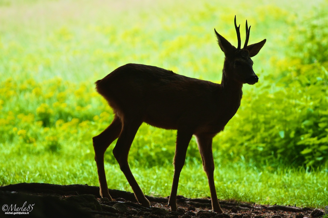 Silhouette di capriolo Maschio