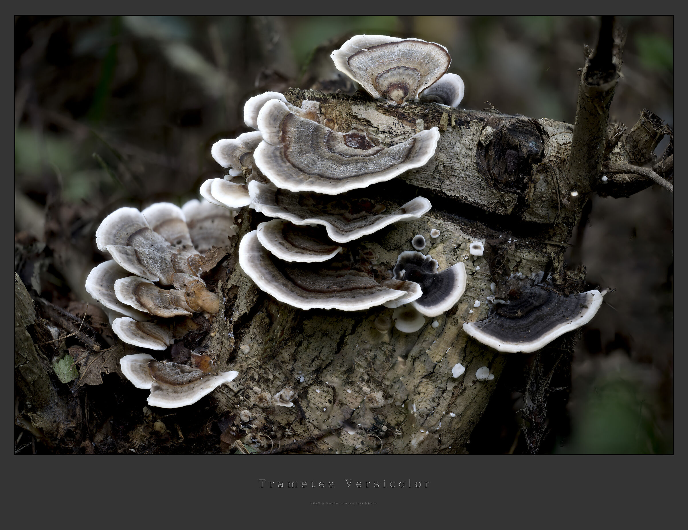 Trametes versicolor