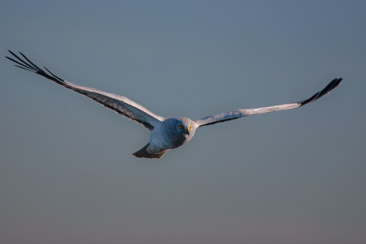 Albanella reale all'alba