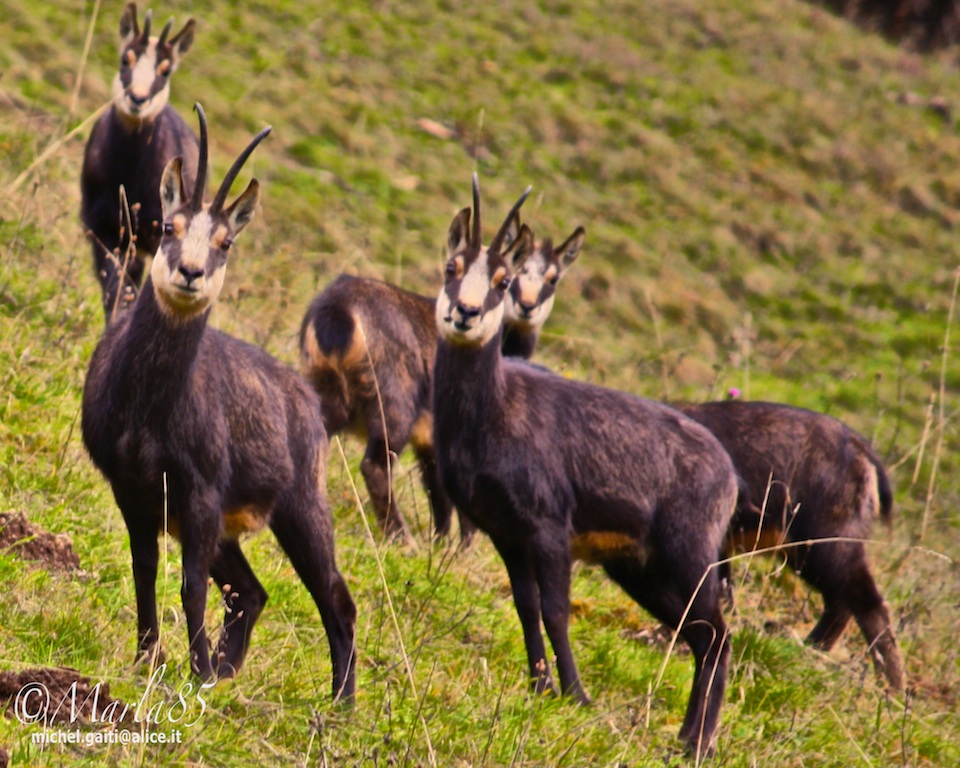 Camosci Manto Invernale