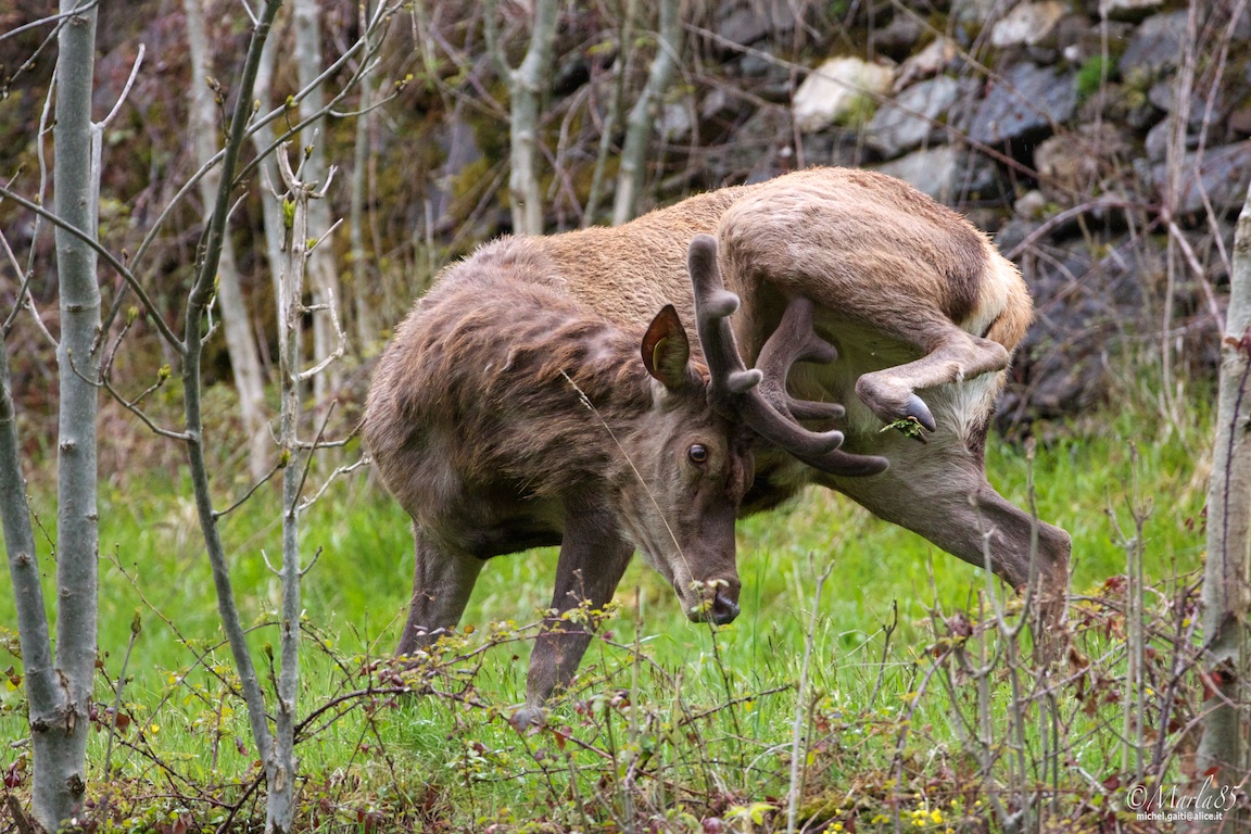 La Toilette di un Cervo