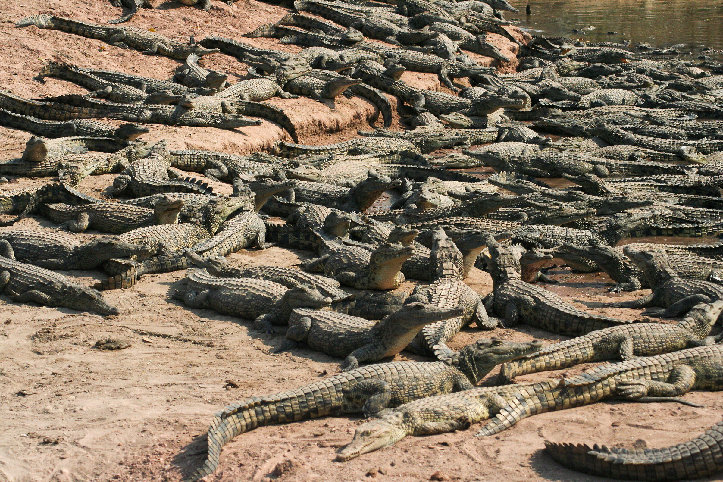 Spiaggia di future borsette