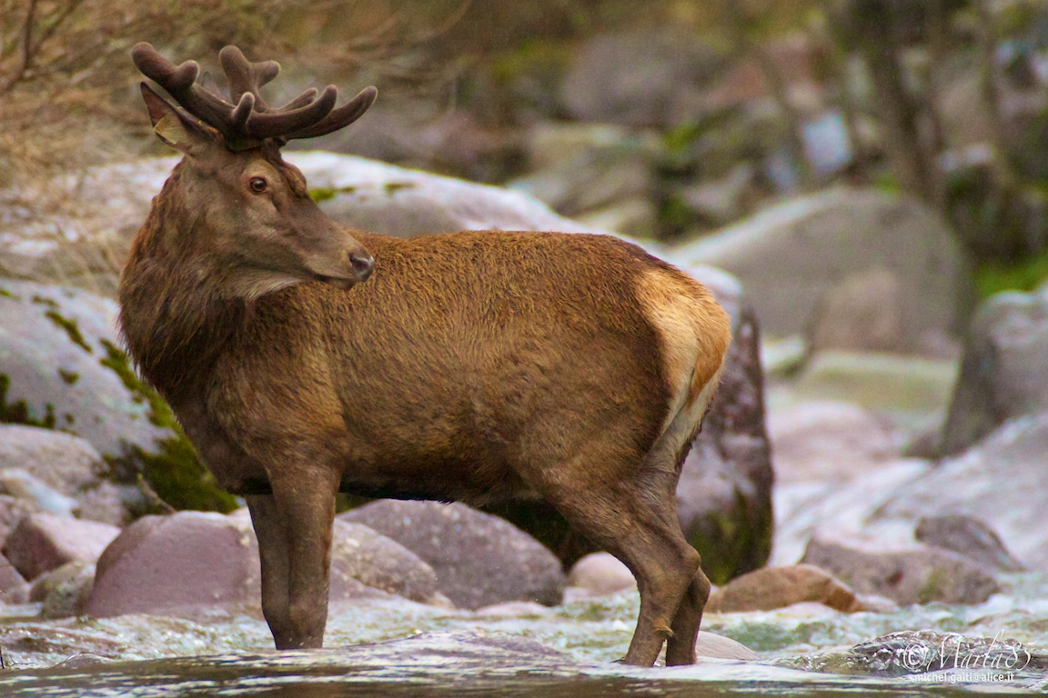 Cervo nel Serio 1