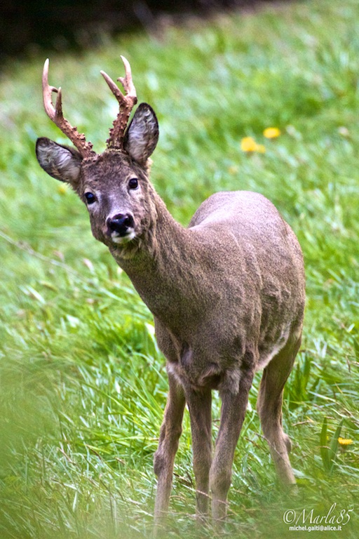 Capriolo Maschio Adulto