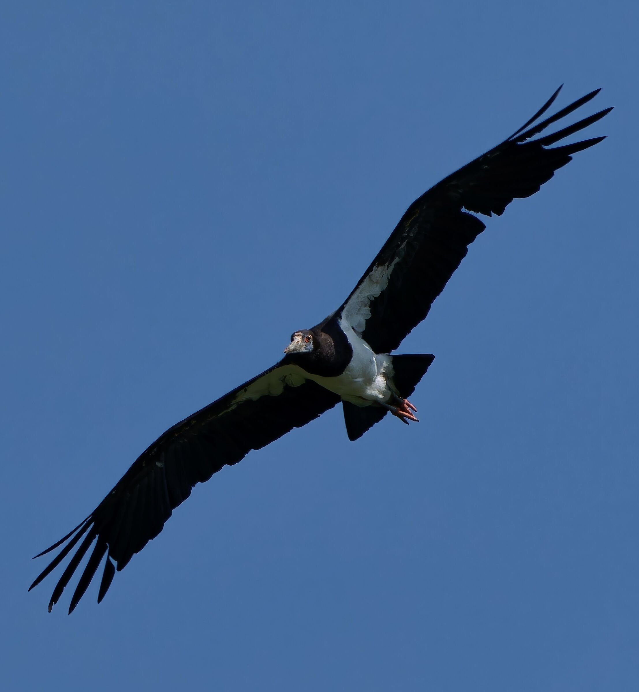Black stork