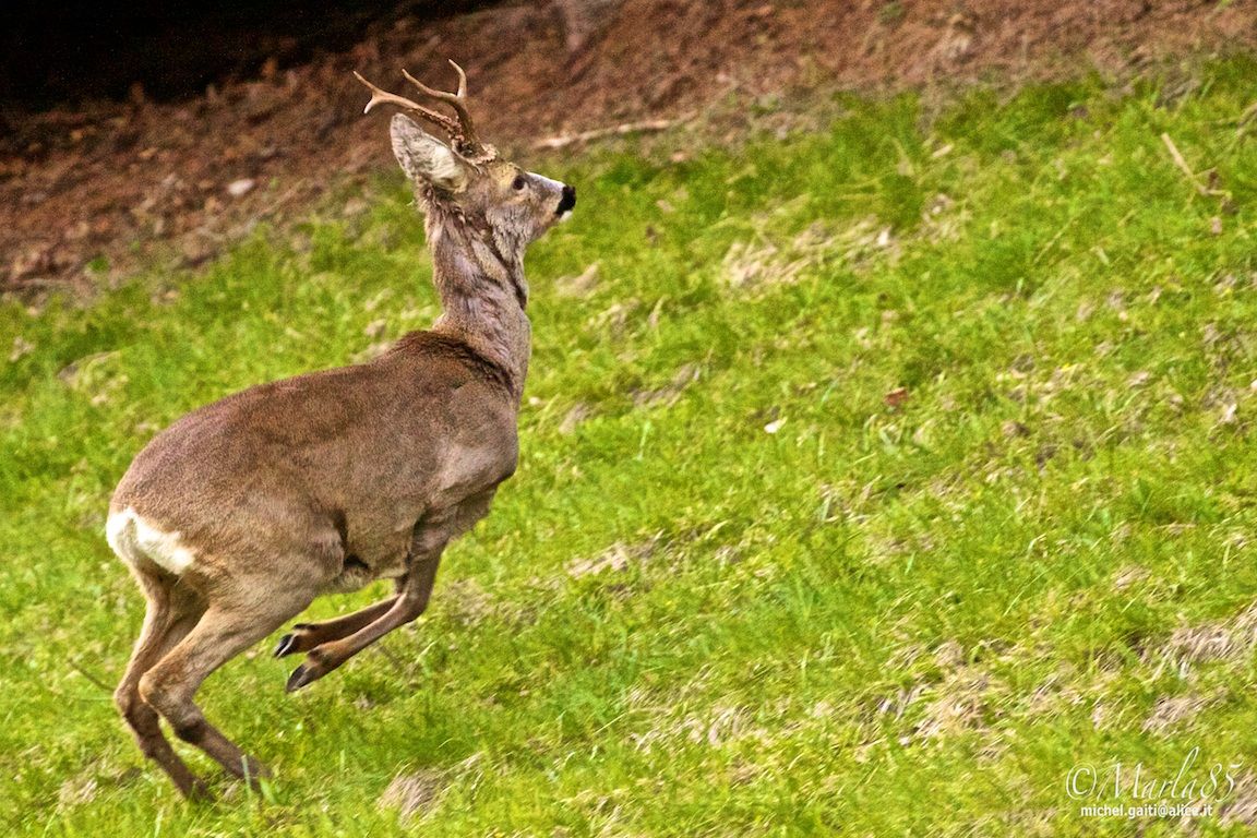 Capriolo in Fuga