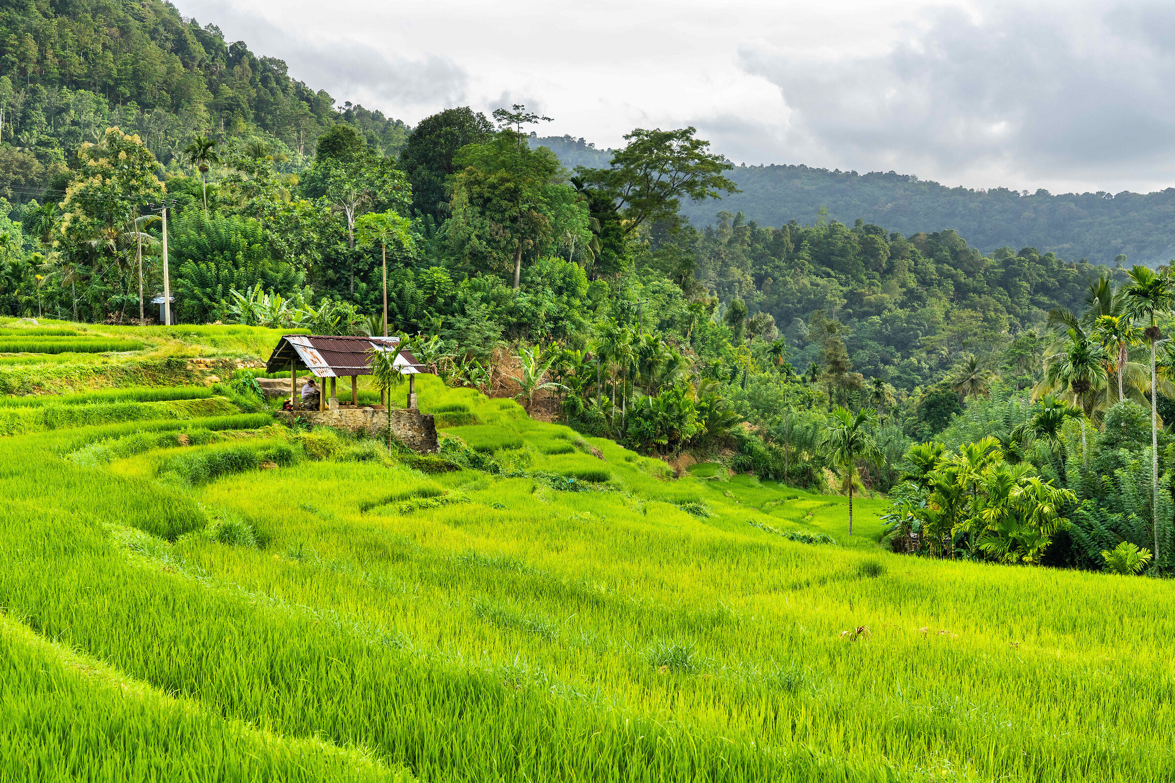 Rice paddies - Sri Lanka