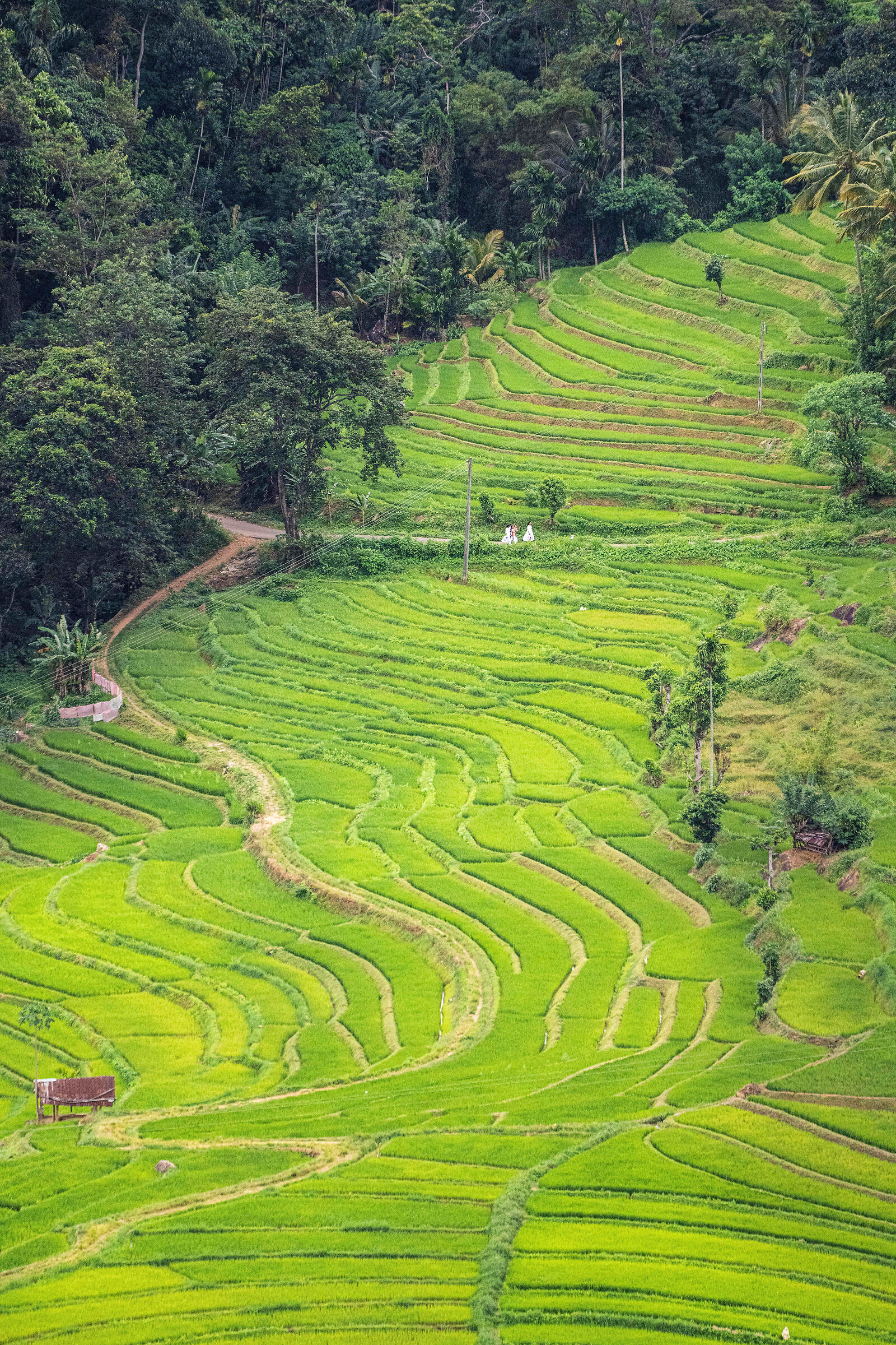 Rice paddies -knukles
