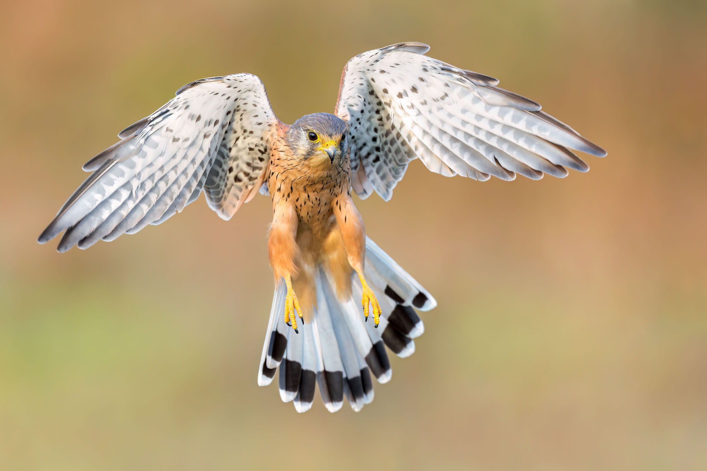 Kestrel