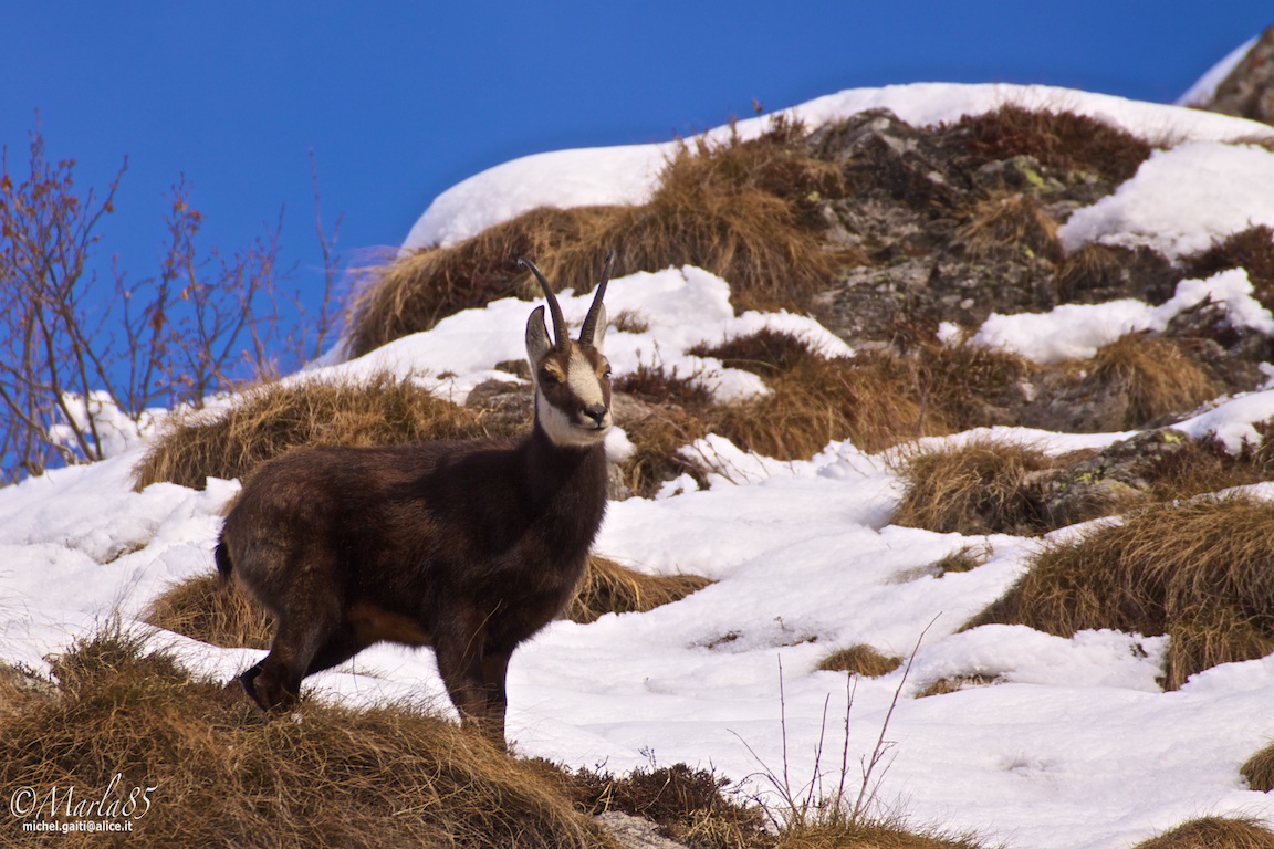 Camoscio Maschio Adulto