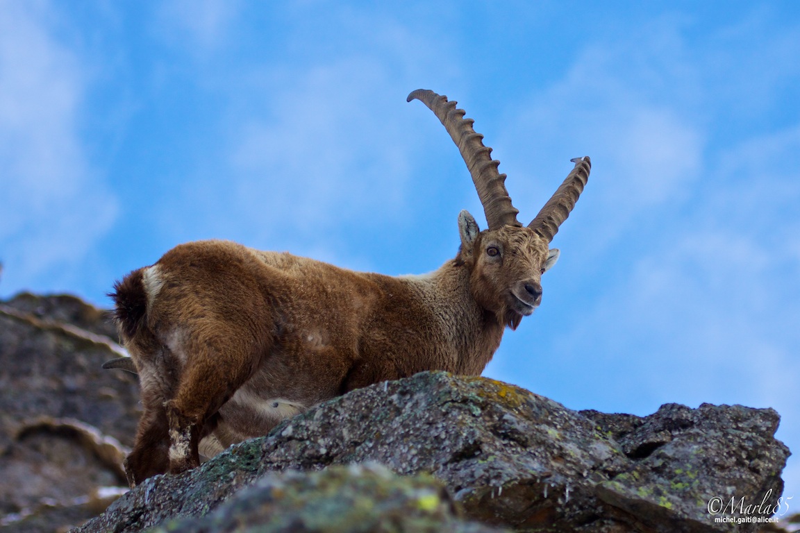 Stambecco nell'azzurro