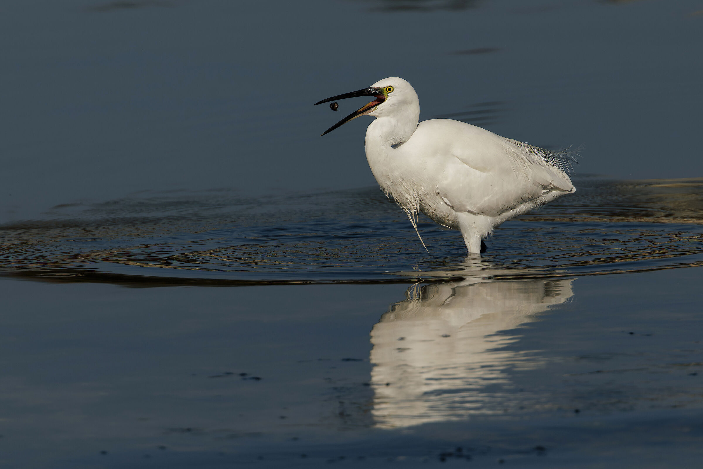 Garzetta (Egretta garzetta)