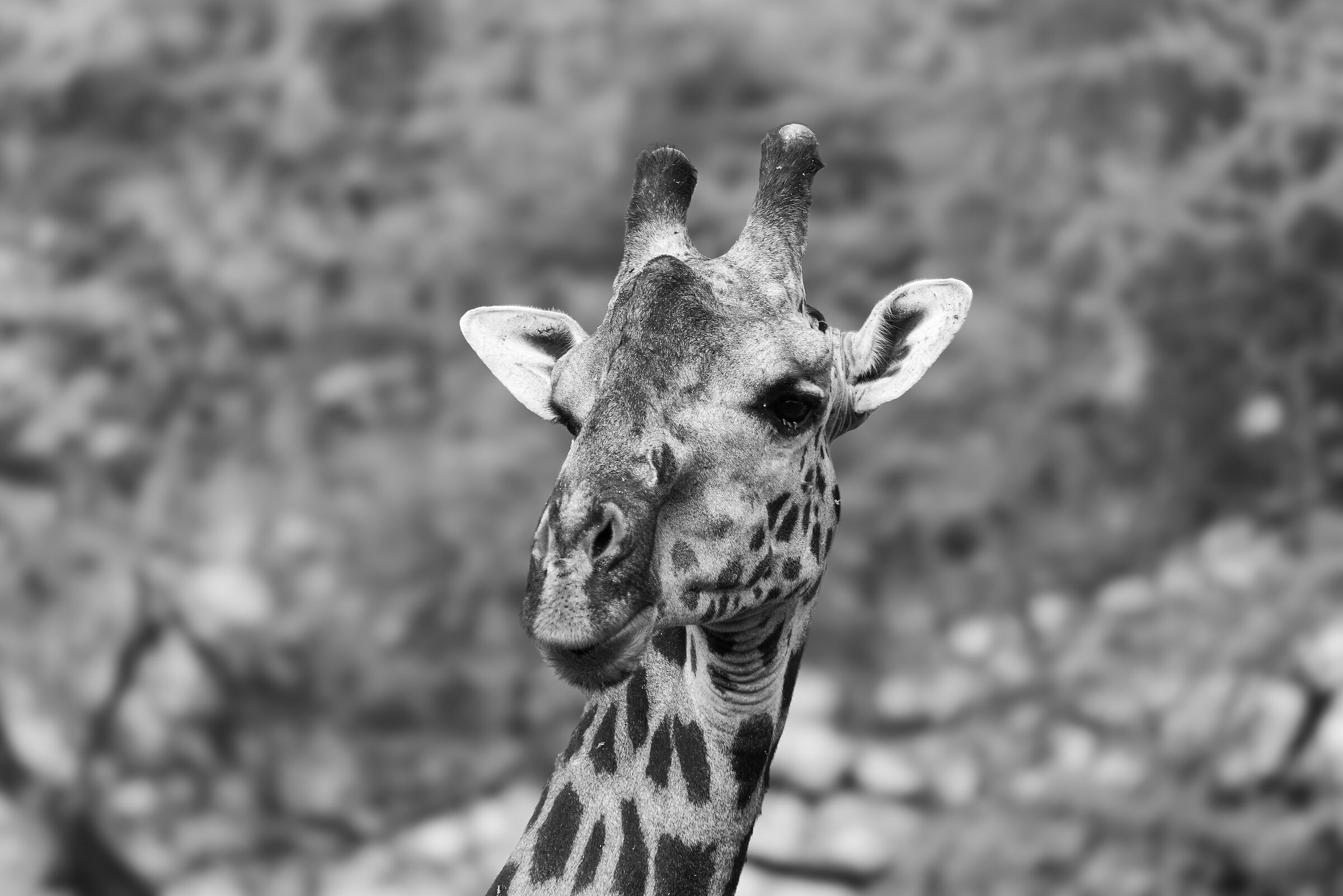 Lake Manyara National Park - August 2025
