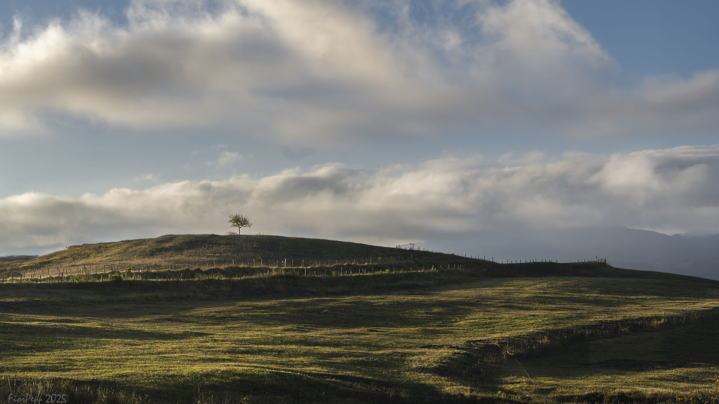 L'albero solitario