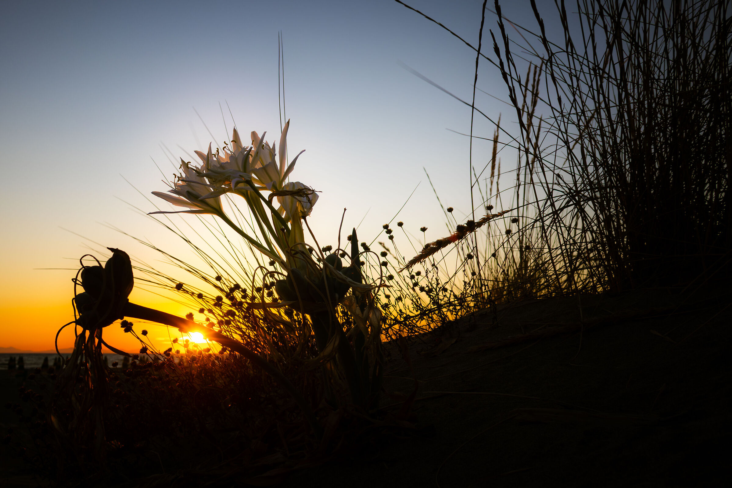 Controluce fra le dune di Principina mare