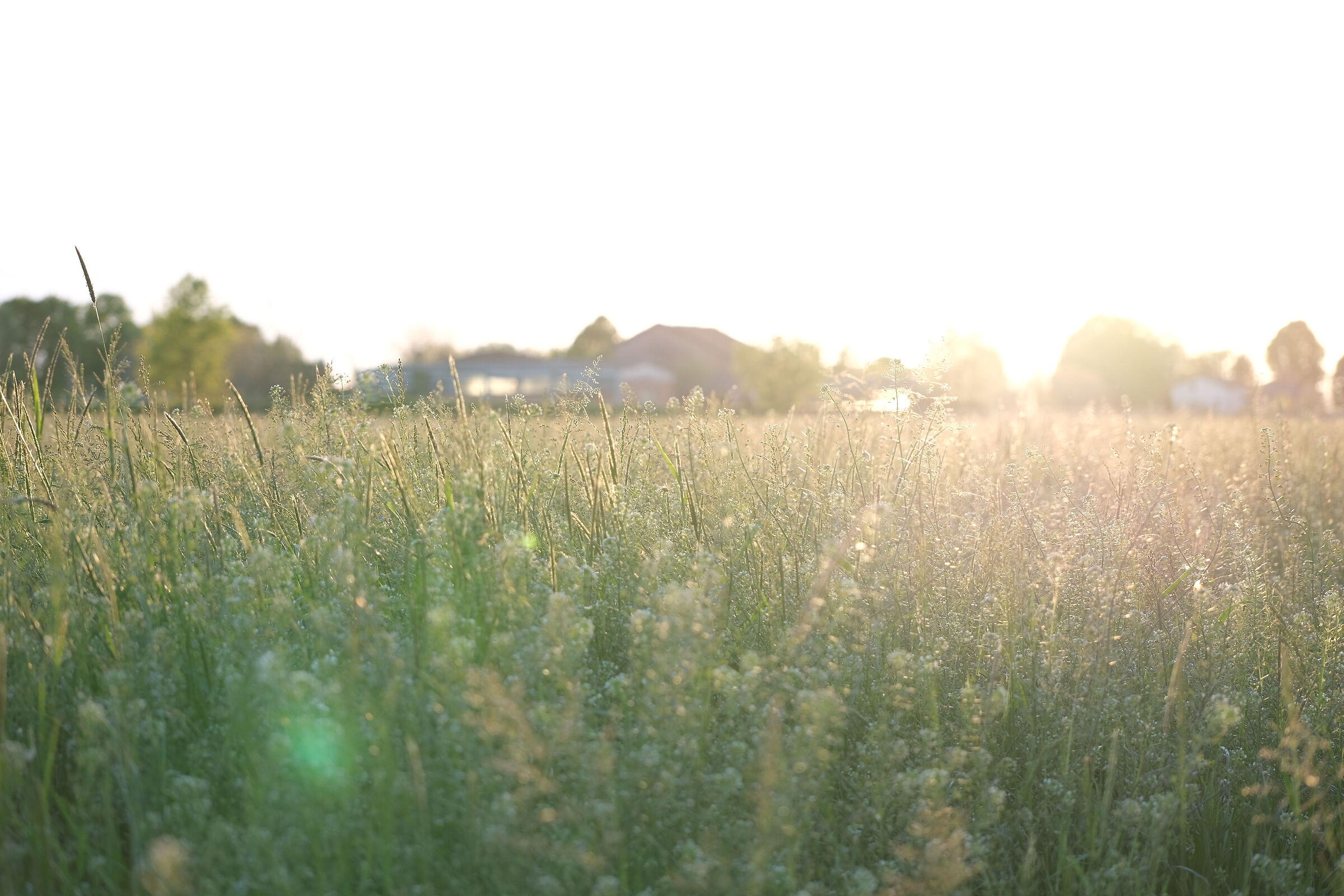 The golden hour of late summer