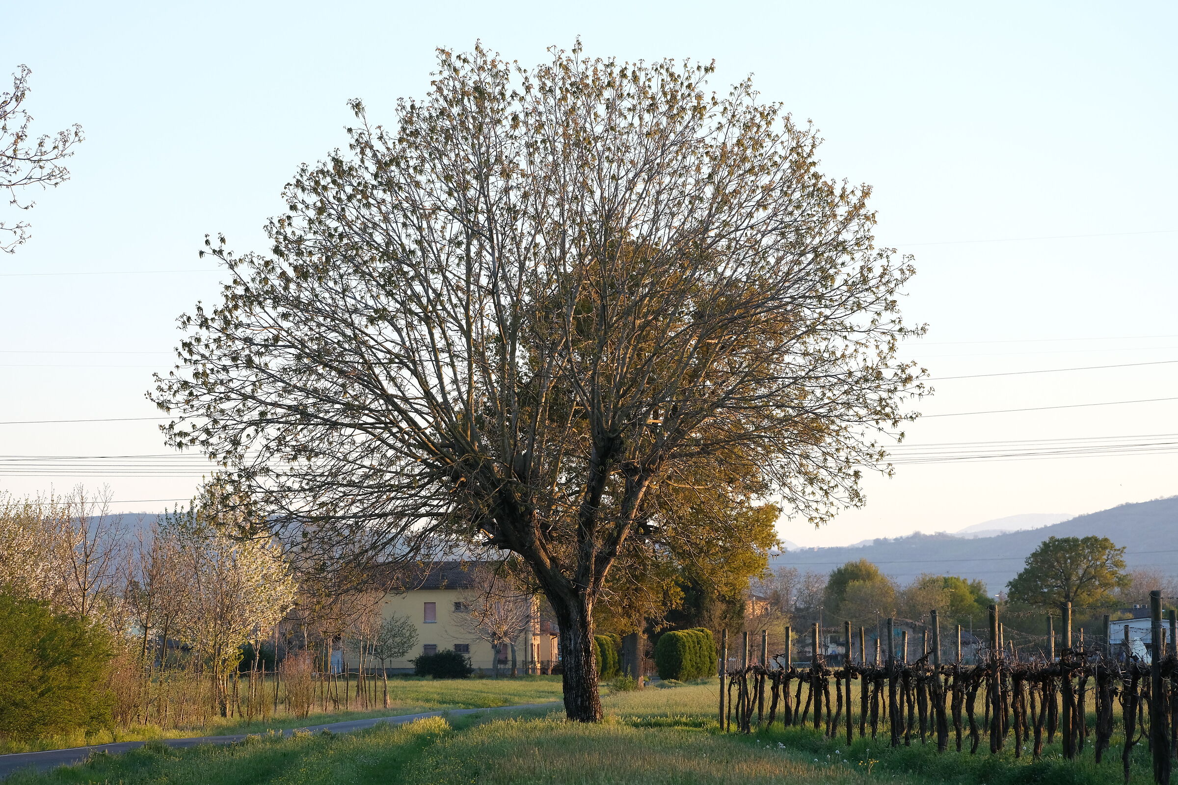 The golden hour of late summer