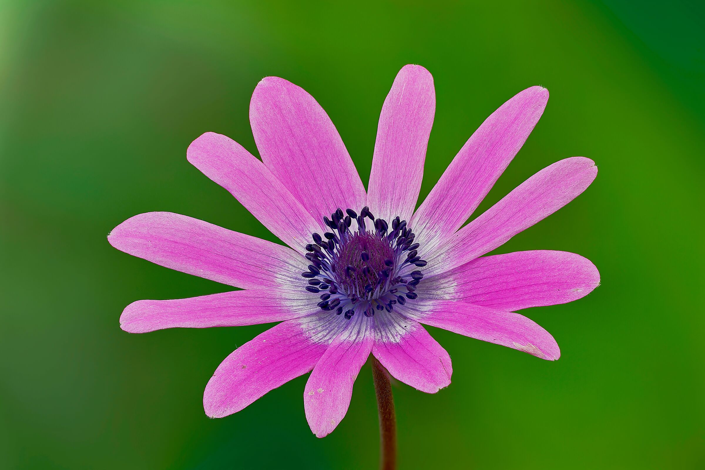 Anemone