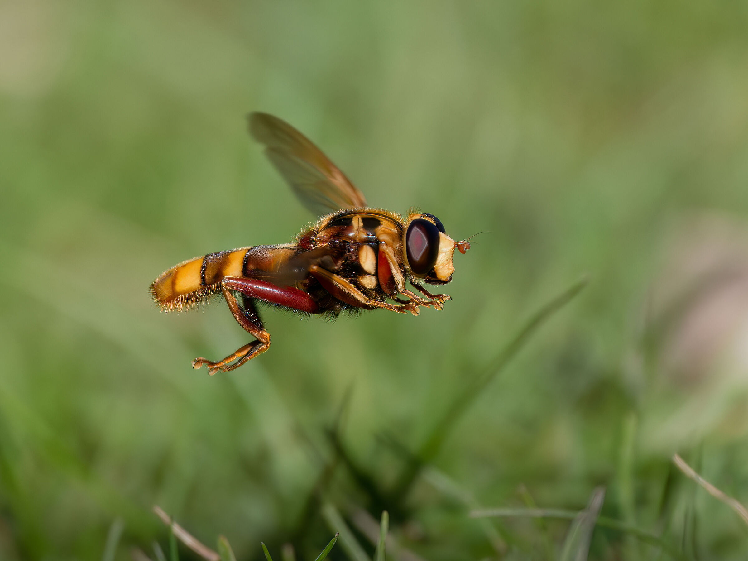 Milesia Virginiensis (Syrphidae)