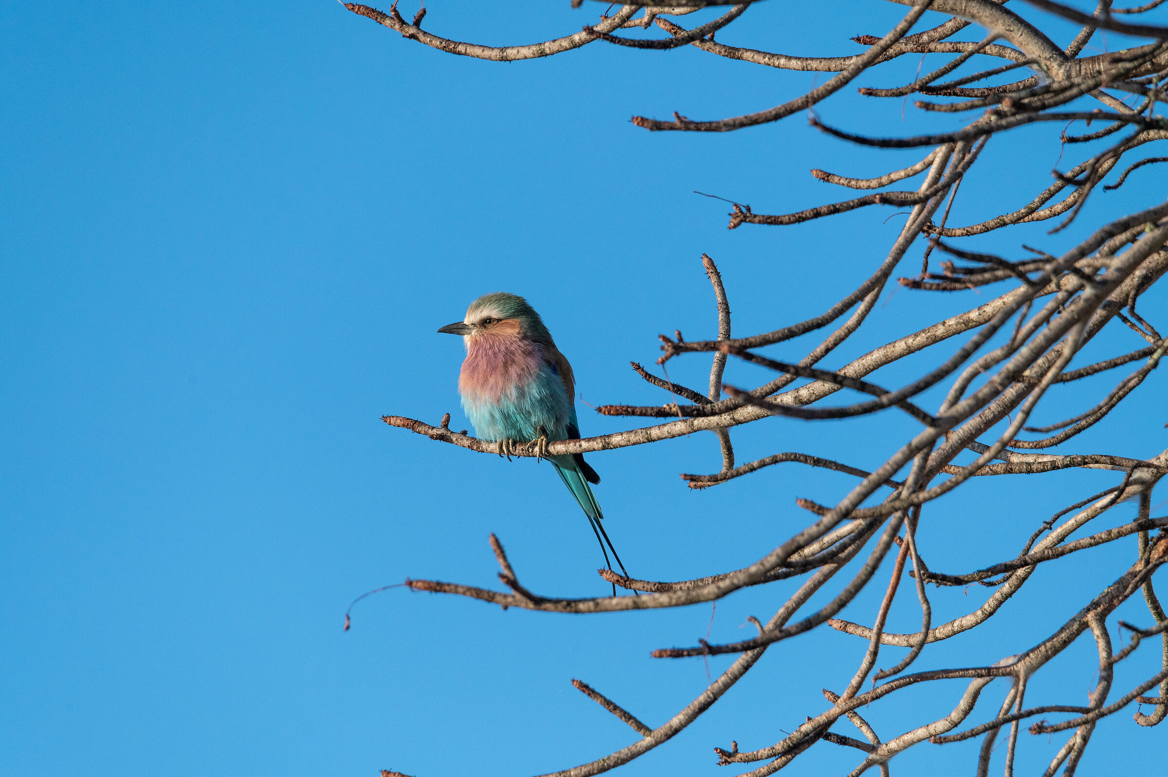 Ghiandaia marina pettolilla