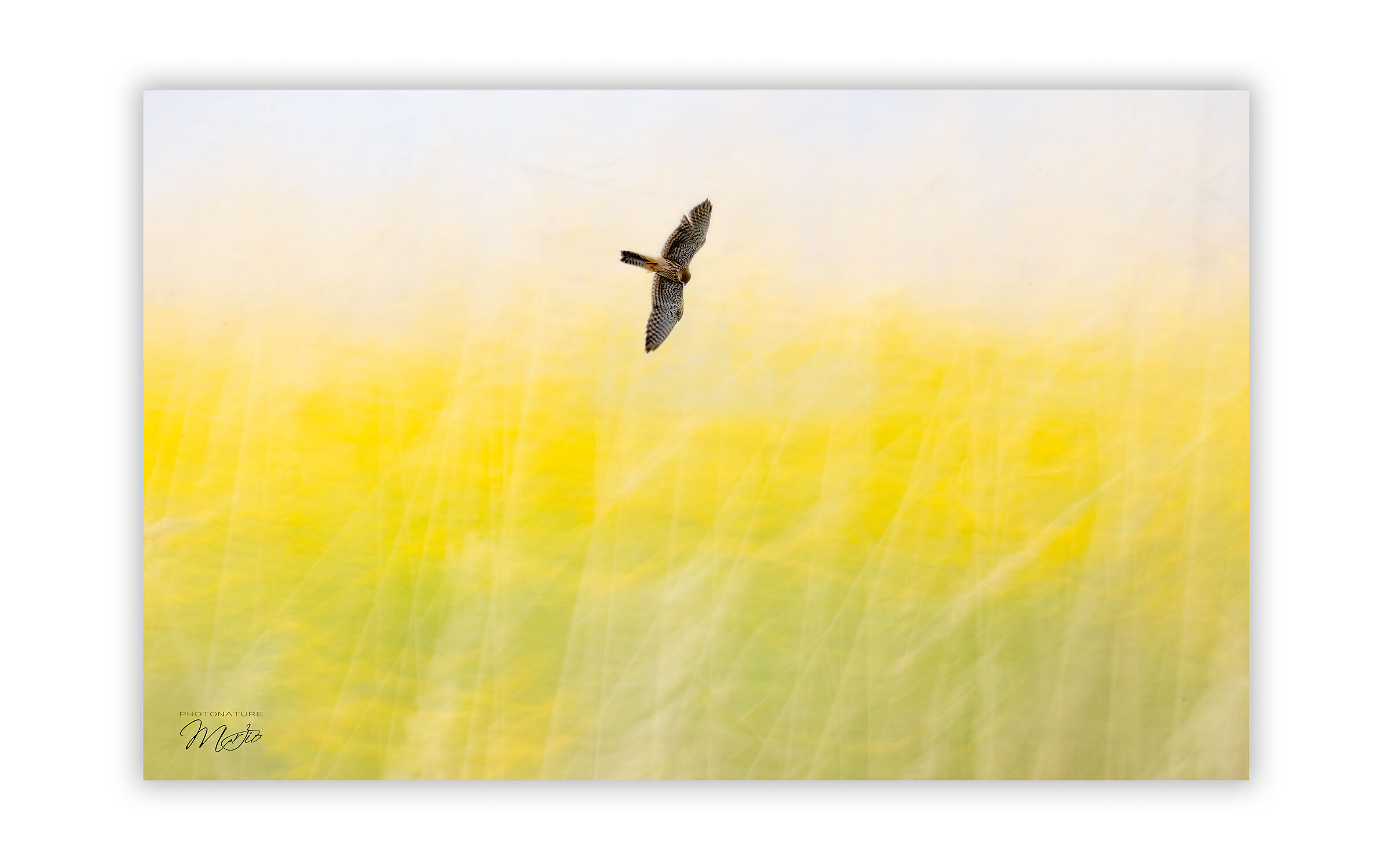 Giallo con Gheppio (doppia esposizione in camera)