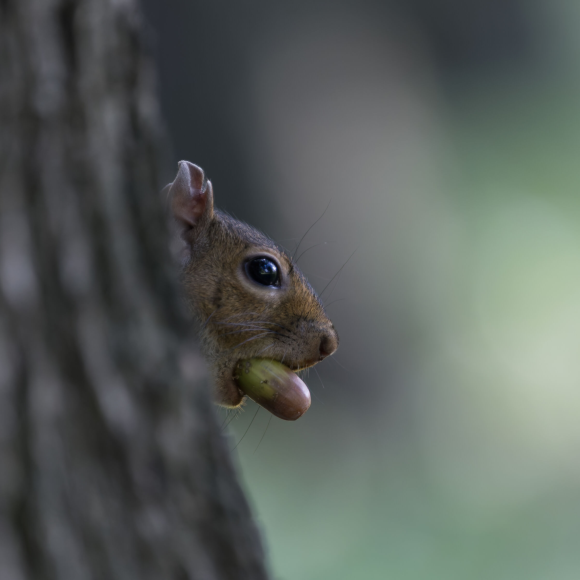 Scoiattolo Grigio - Torino