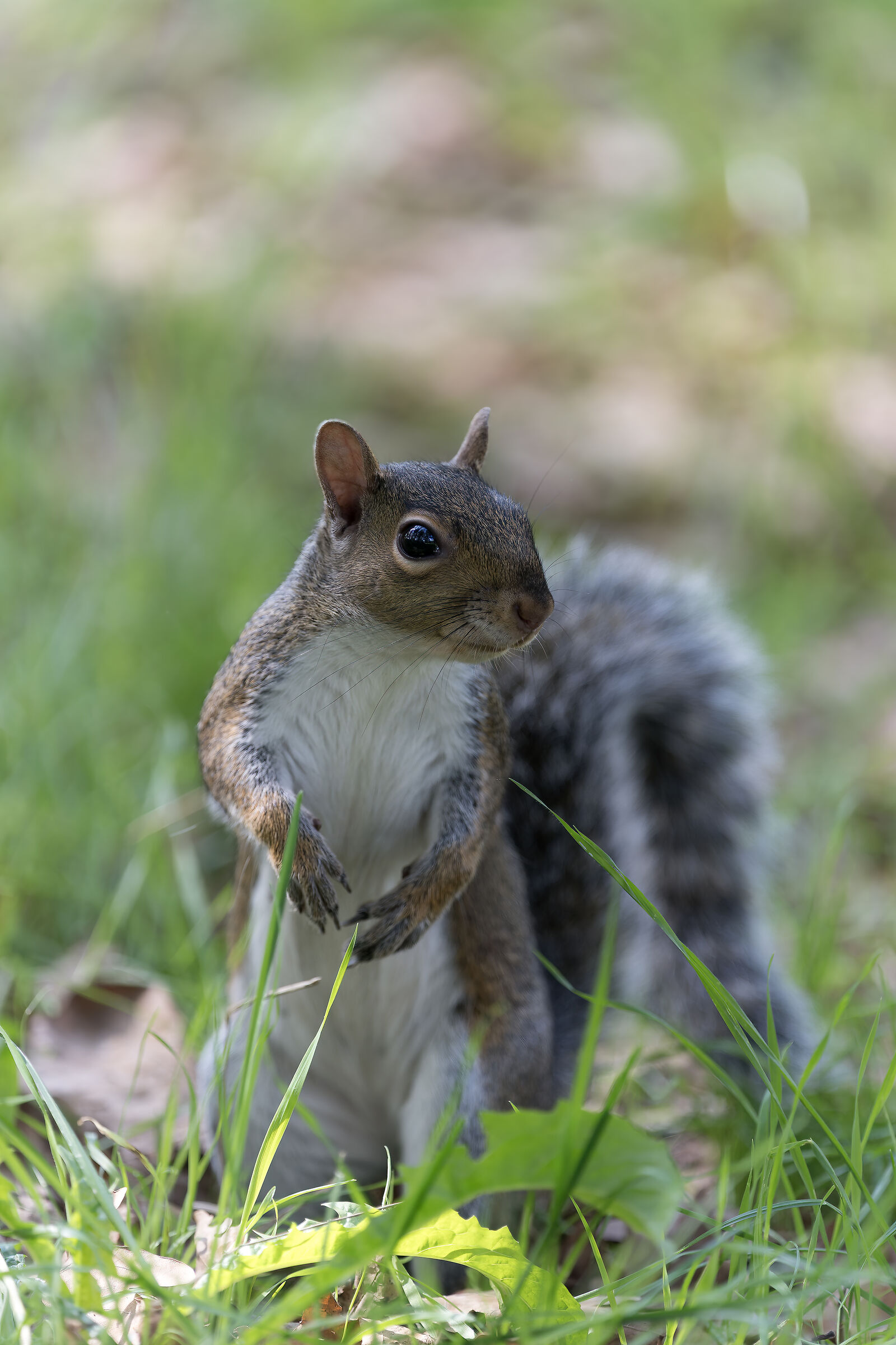 Stoiattolo Grigio - Torino