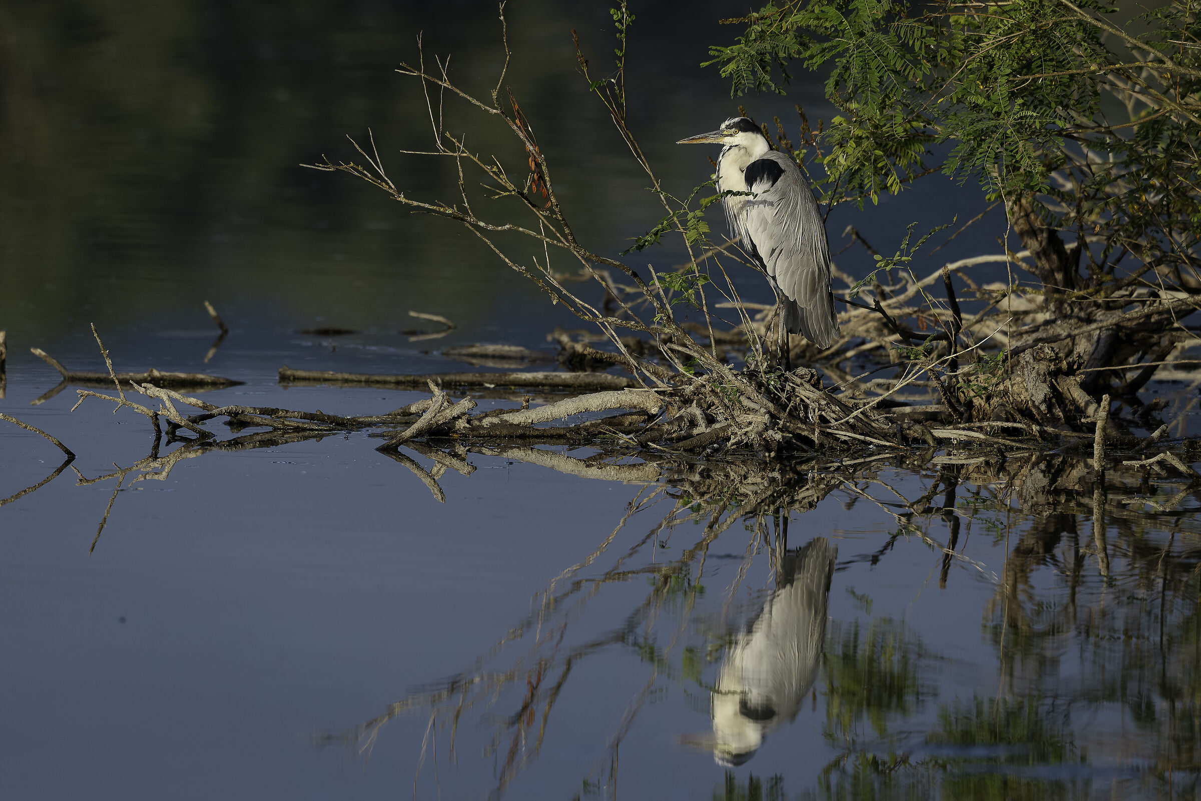 Grey heron