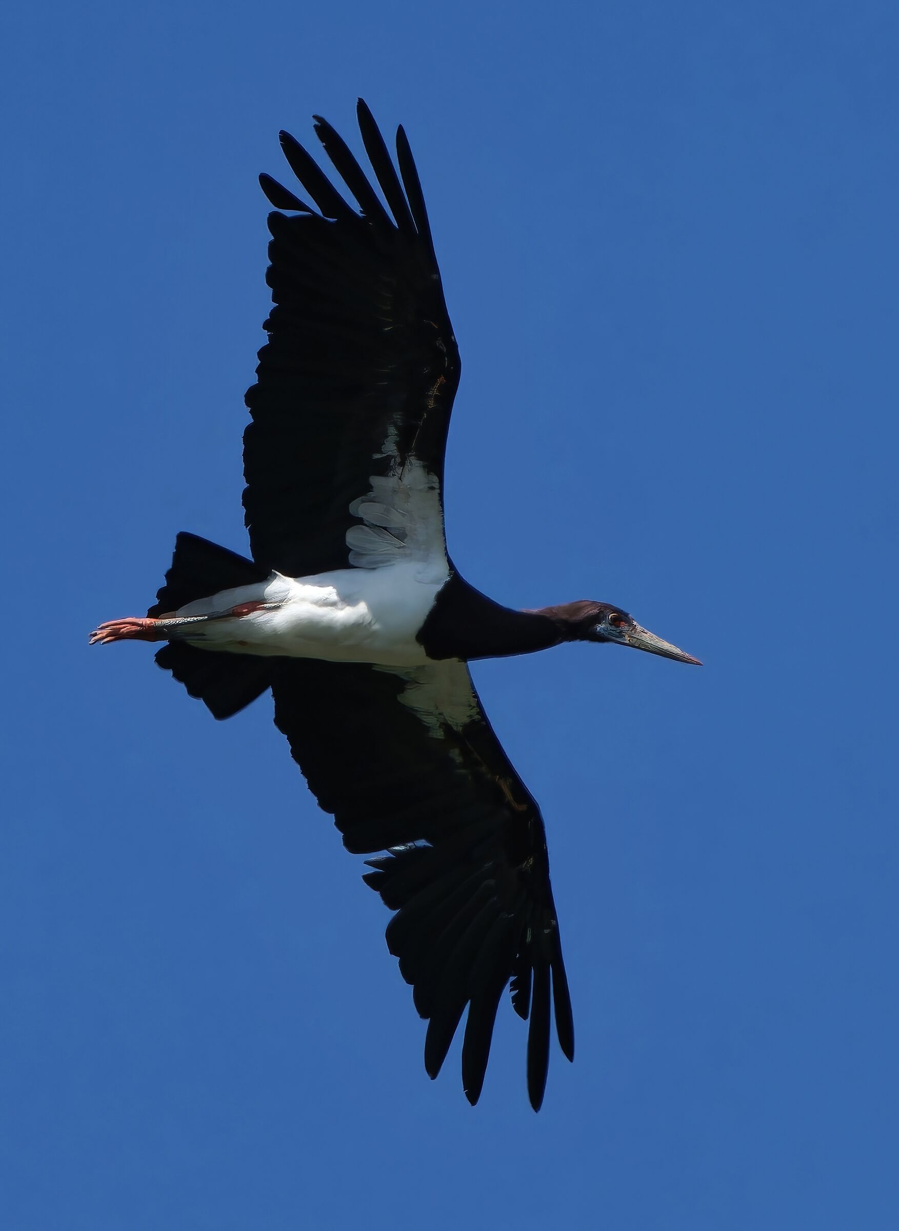 Stork Abdim