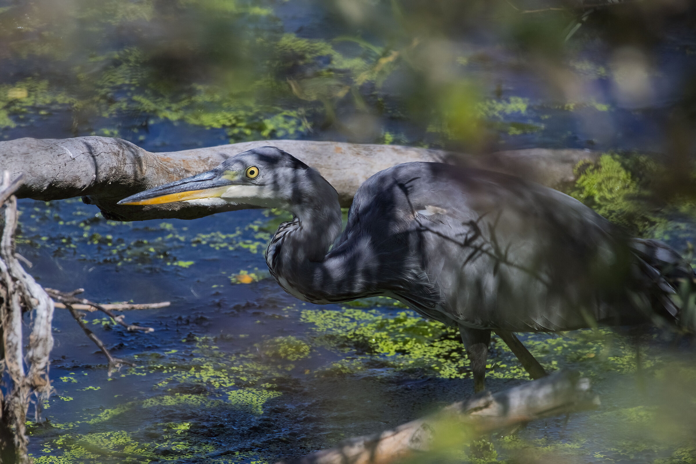 Grey Heron on the hunt