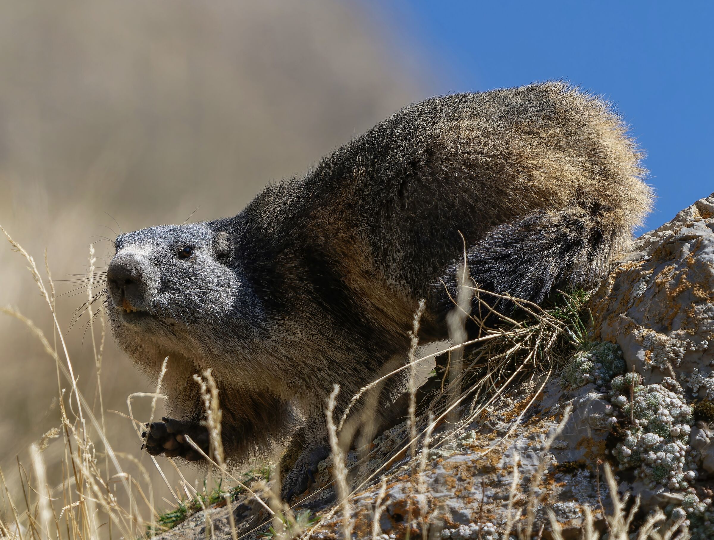 Marmot