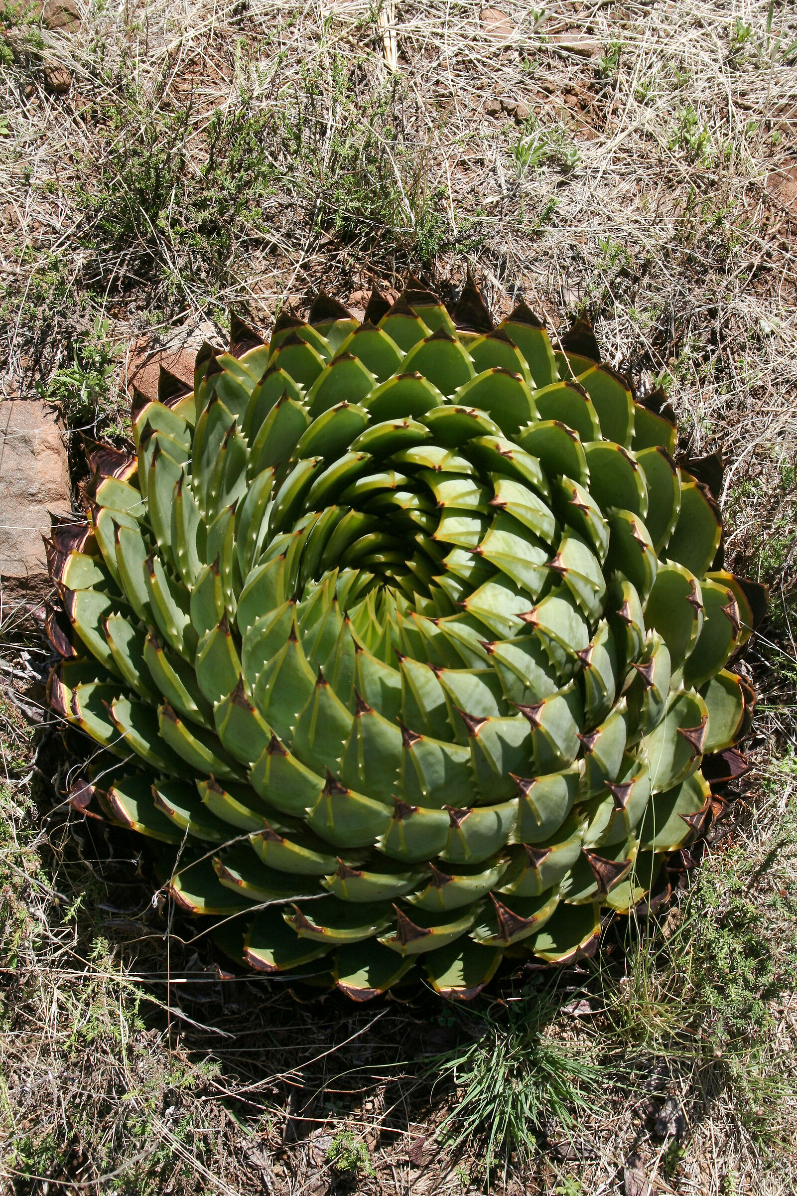 Maschio o Femmina ??