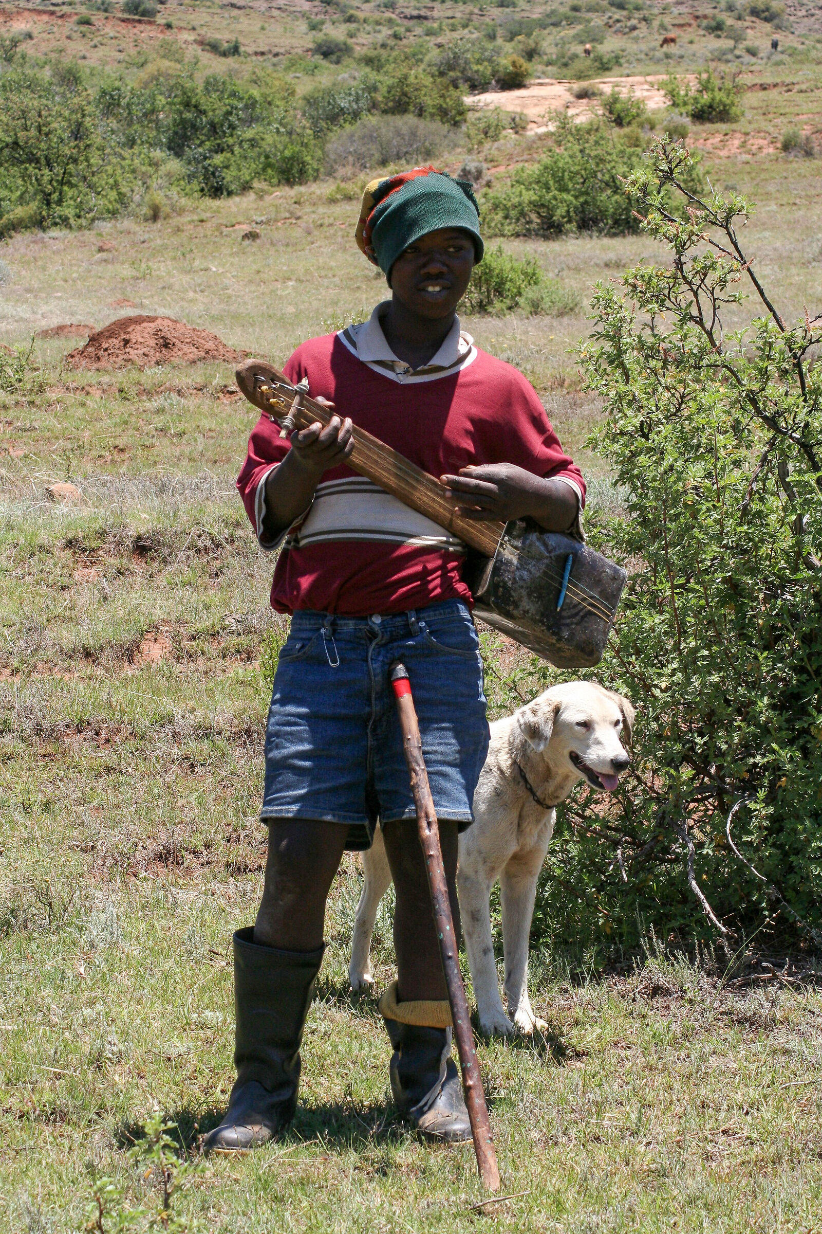 Pastorello menestrello