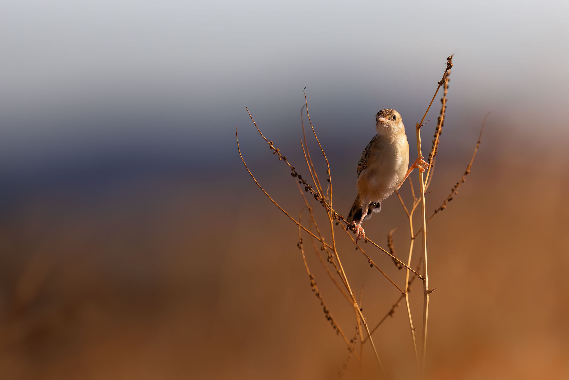 Beccamoschino Cisticola juncidis