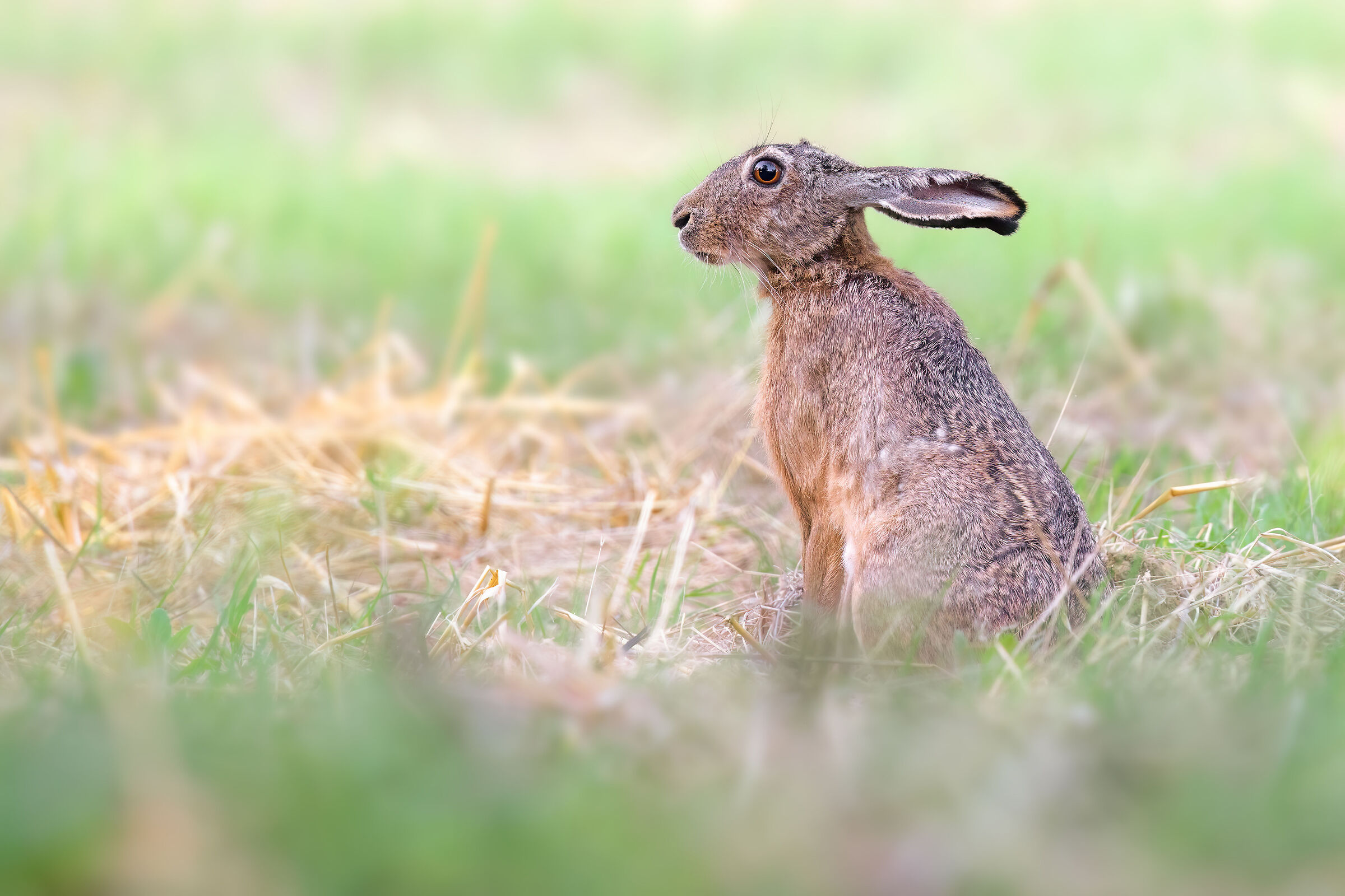 Common hare | Lepus europaeus (Tuscany-August 2025)