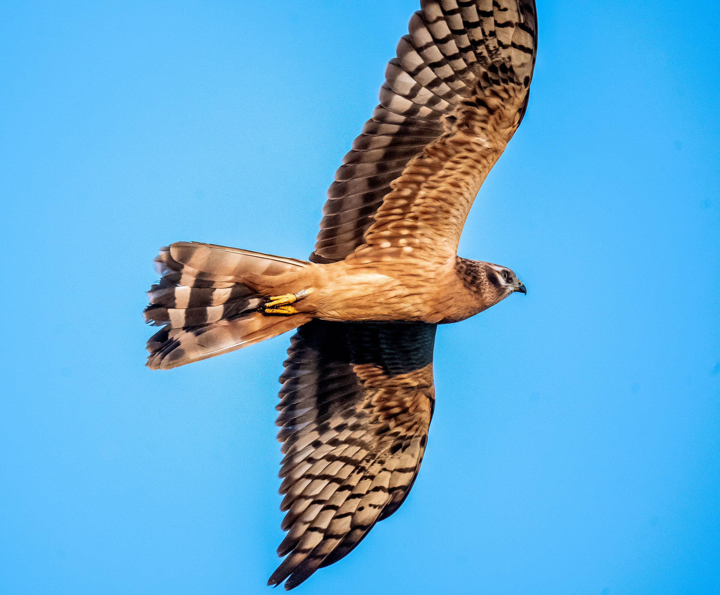 albanella minore femmina