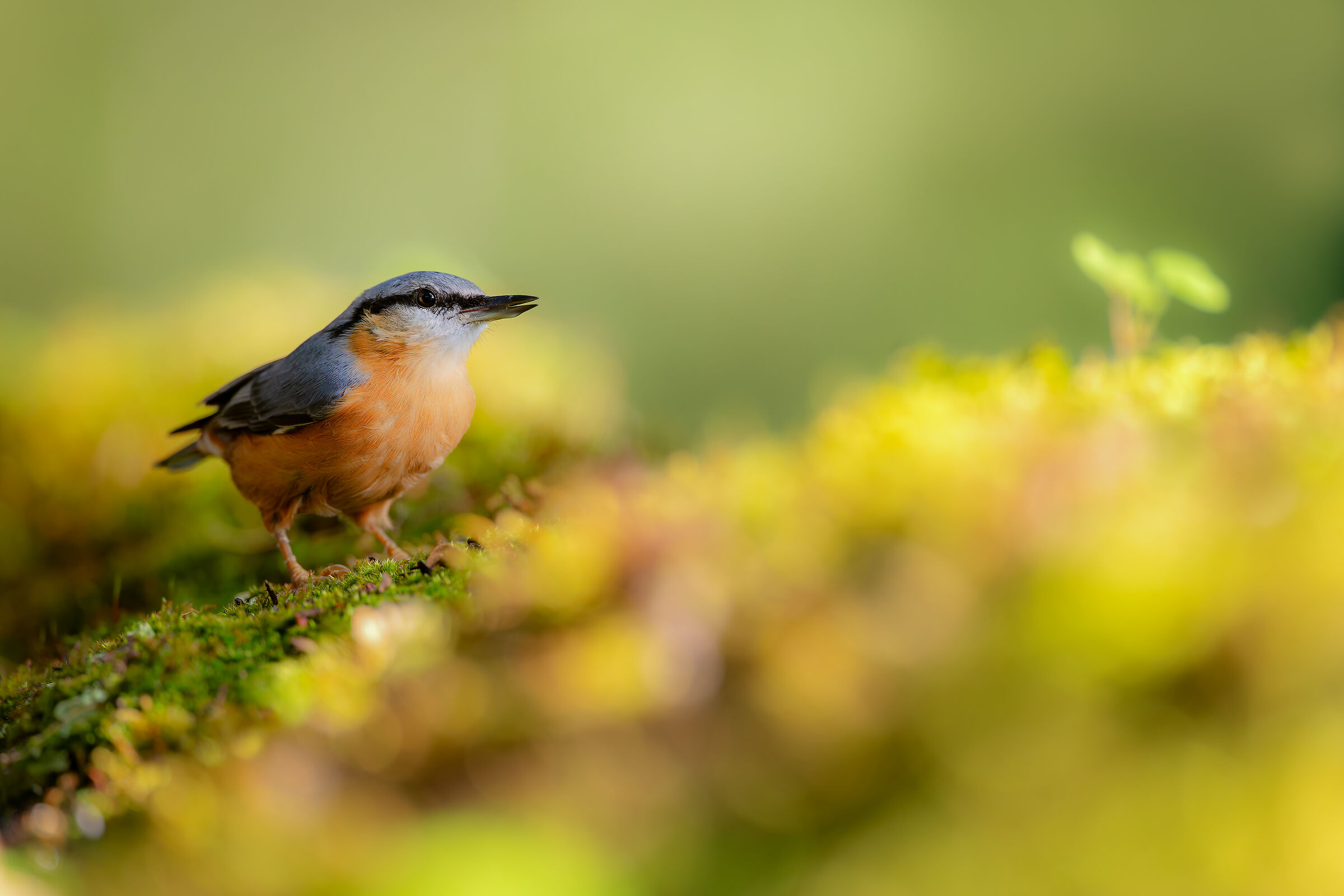 Wood nuthatch