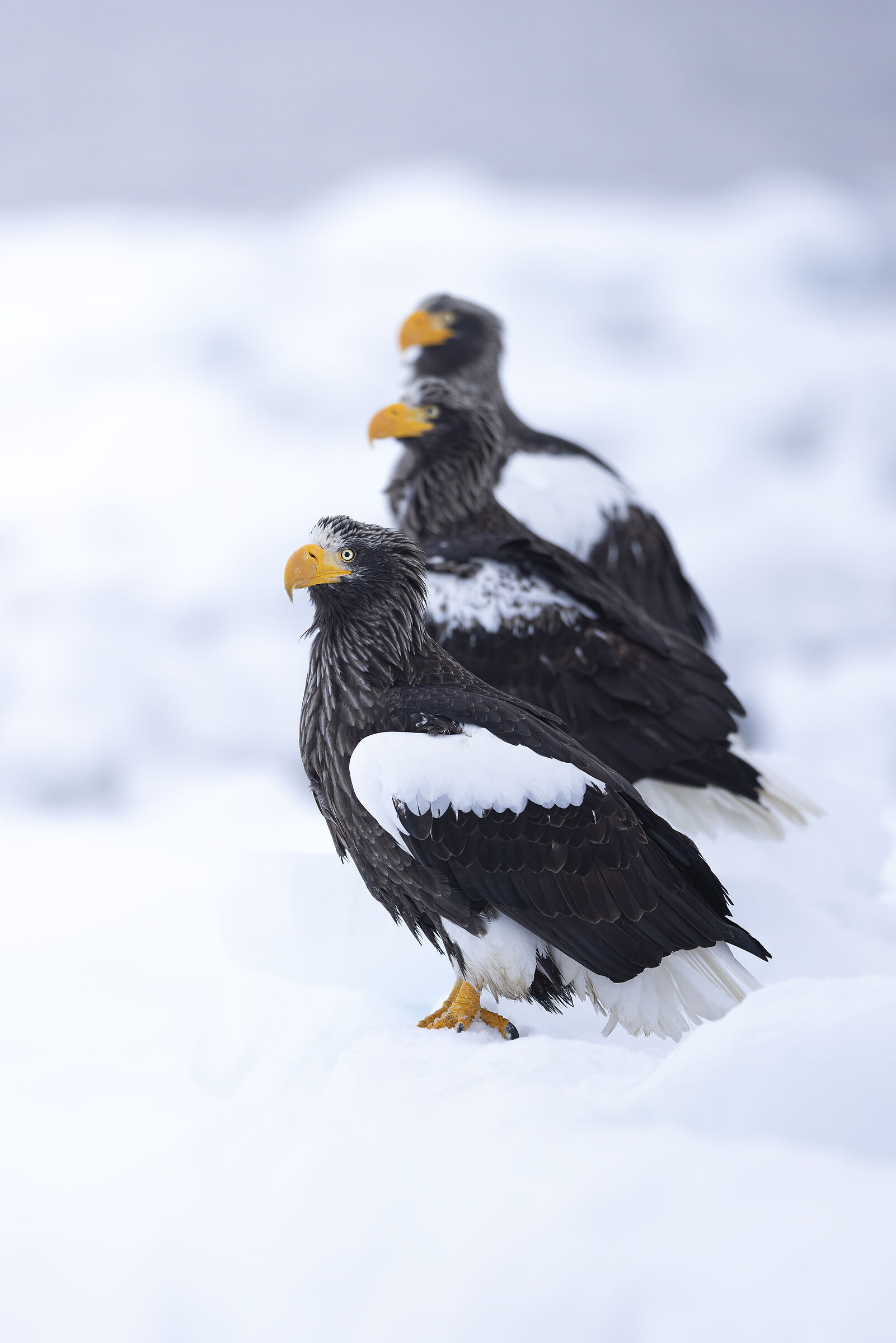 Aquila di Steller - Giappone - Hokkaido