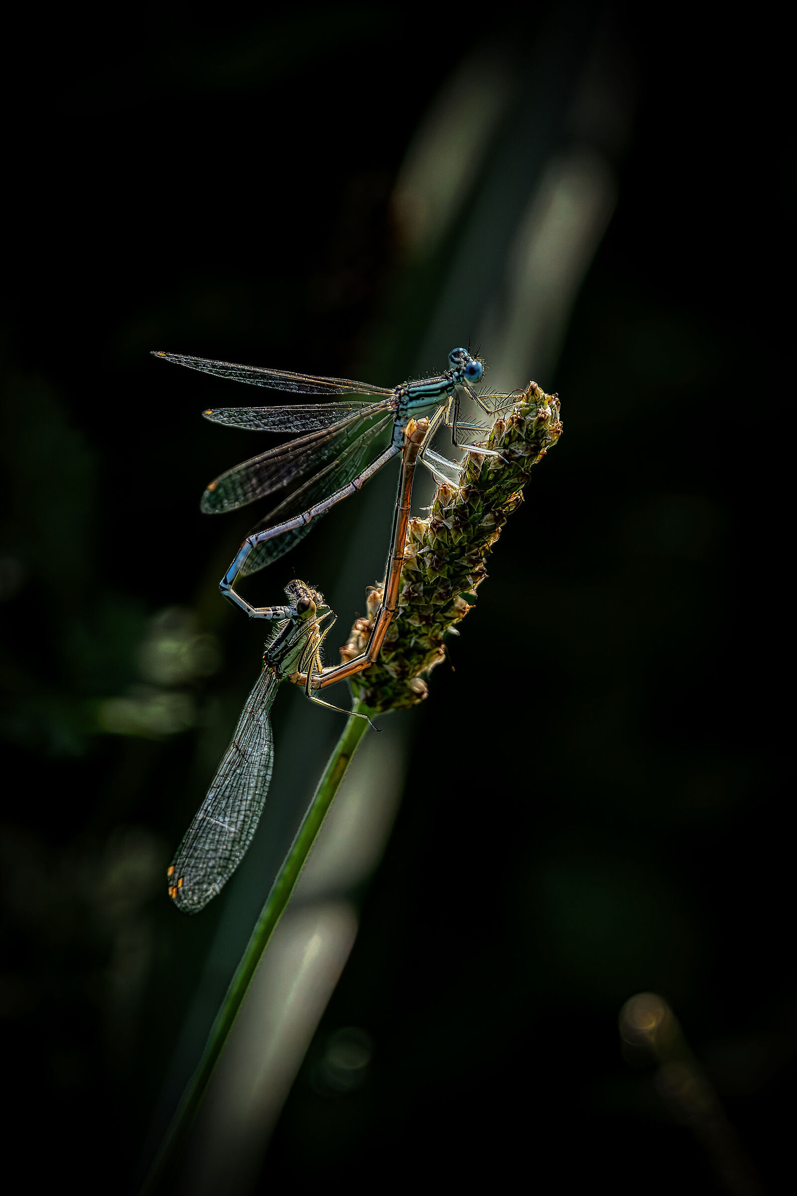 coenagrion pulchellum