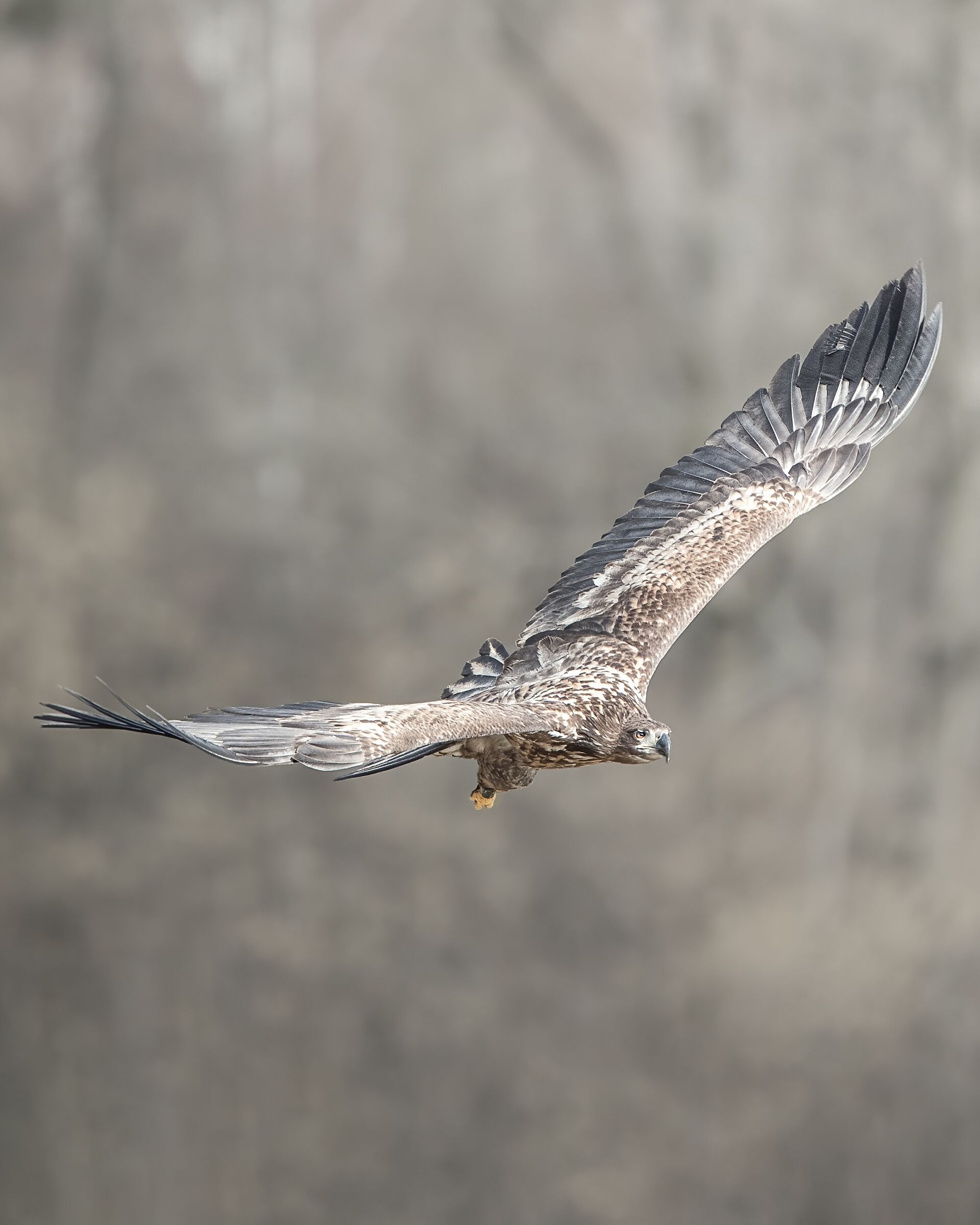 Aquila di mare “coda bianca”