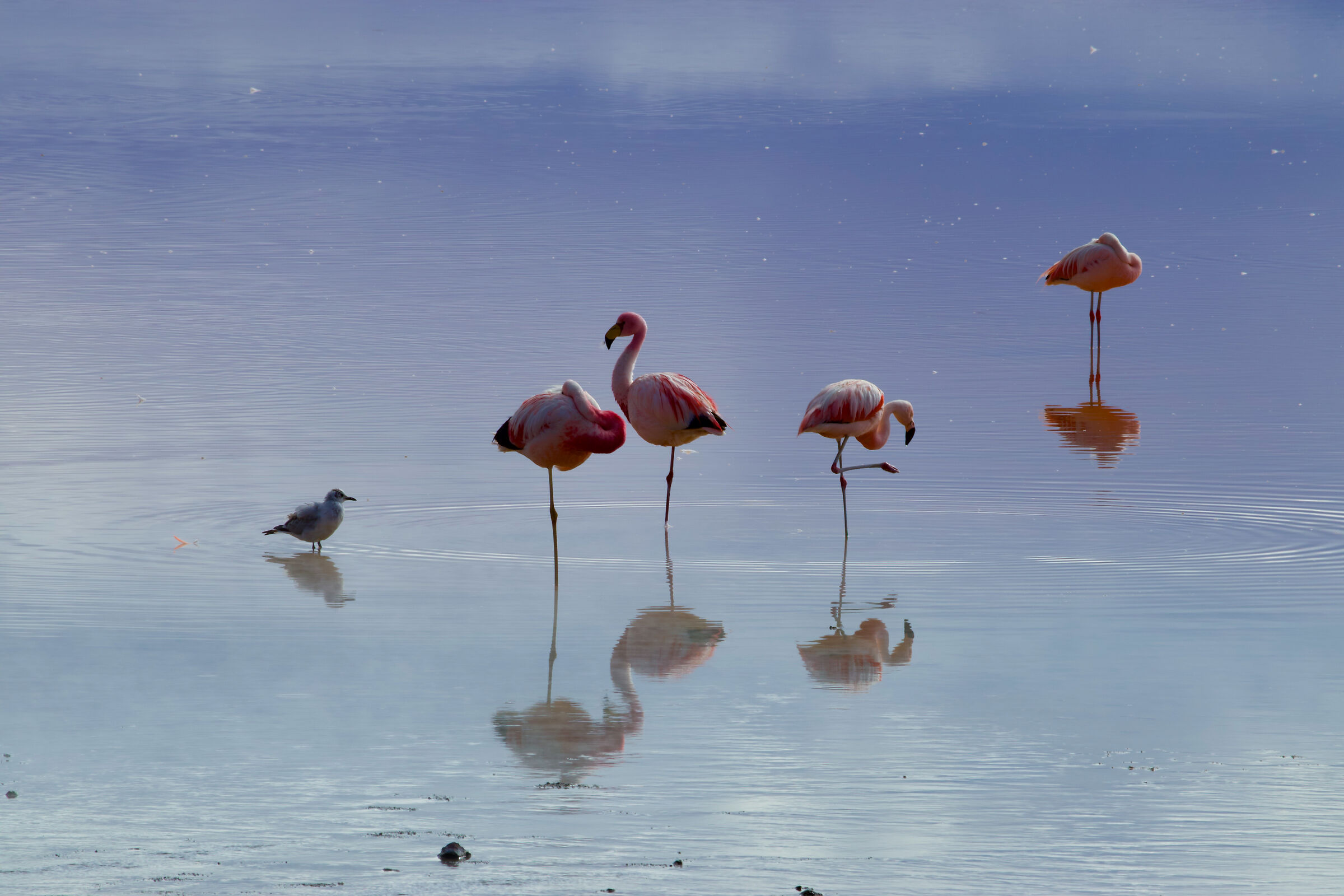 Flamingo Boliviani