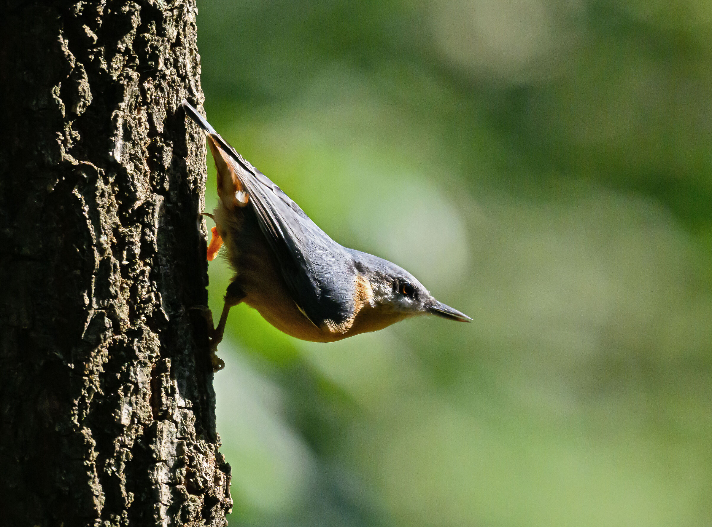Wood nuthatch