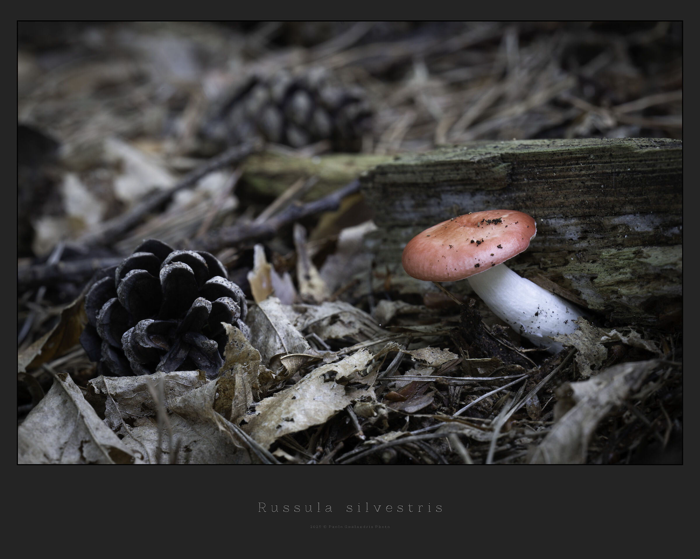 Russula silvestris