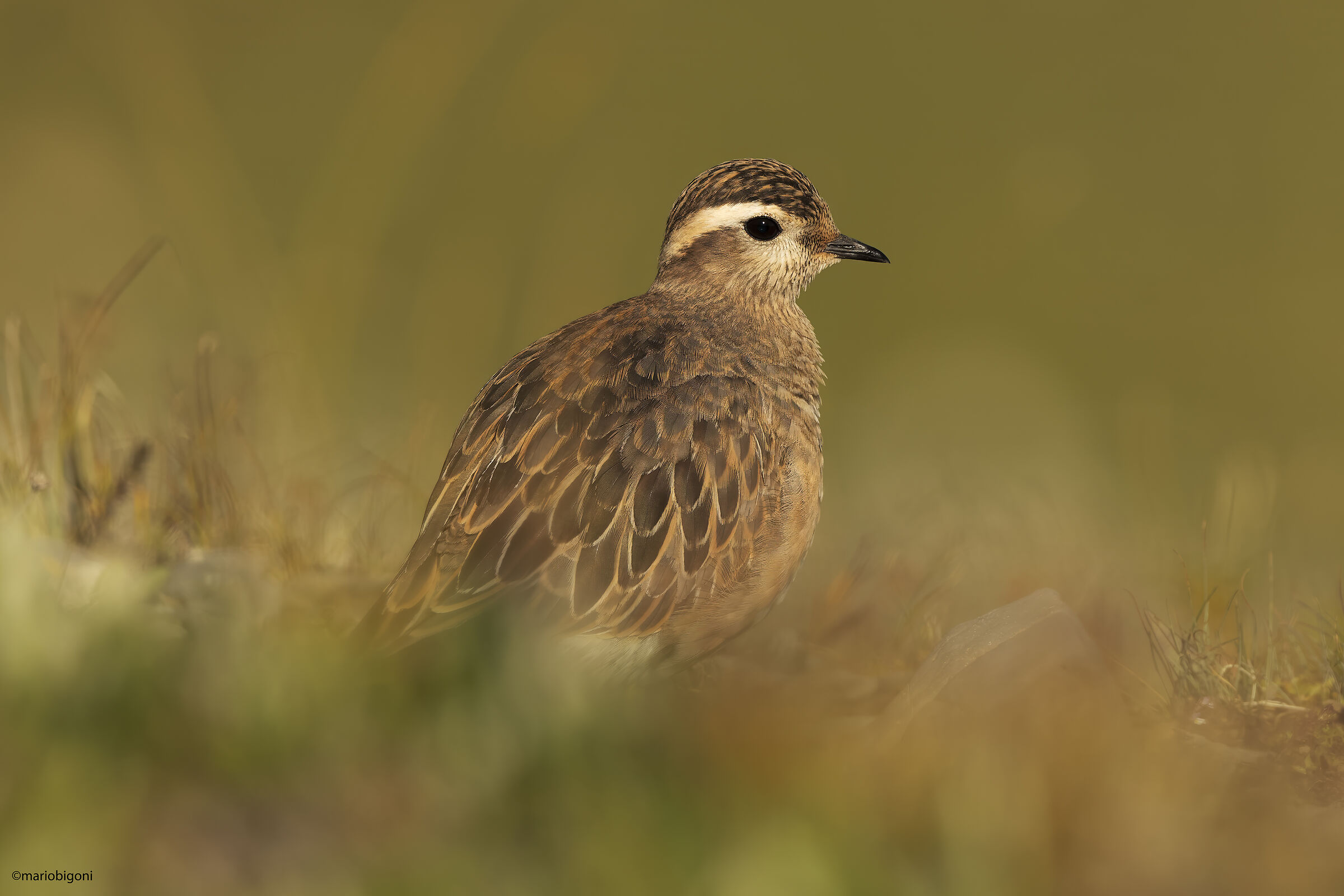 Tortolino plover