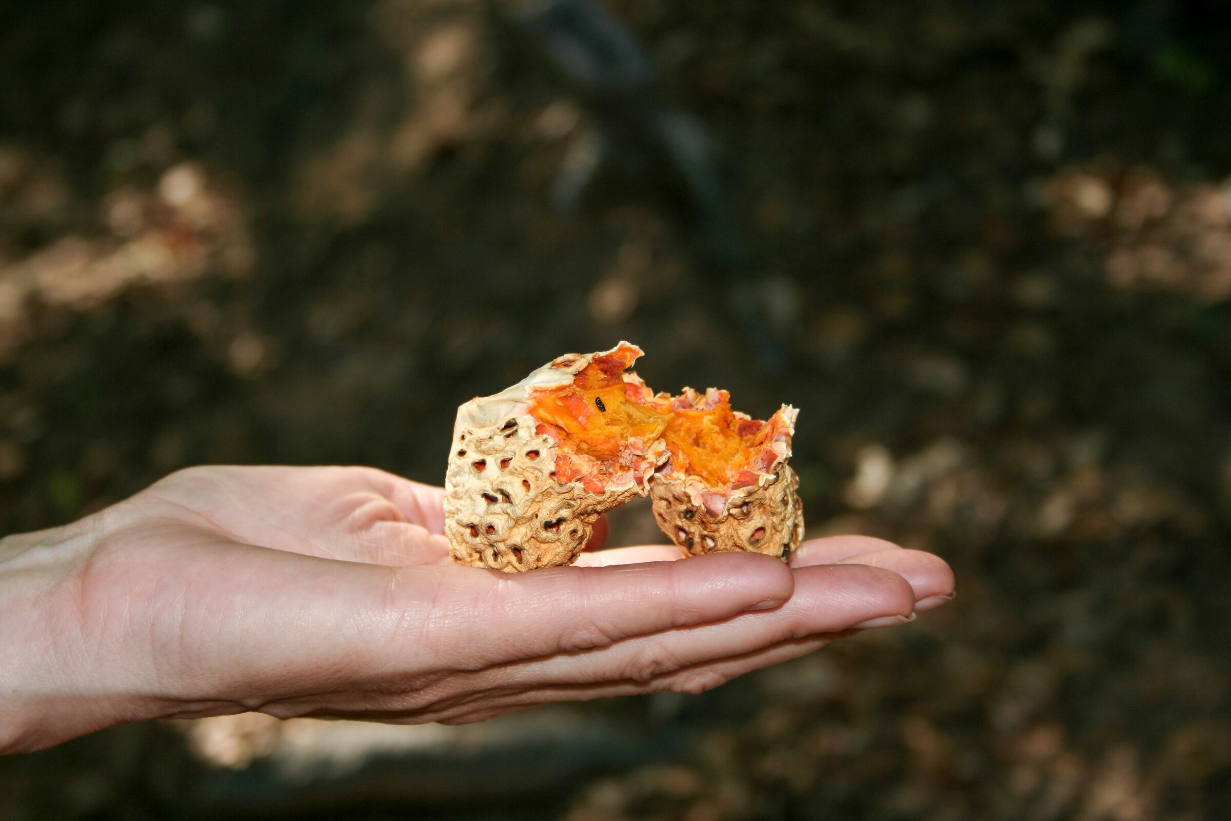 Il pane degli Indios