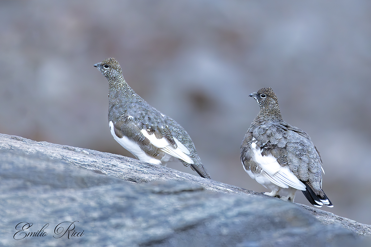 Ptarmigans