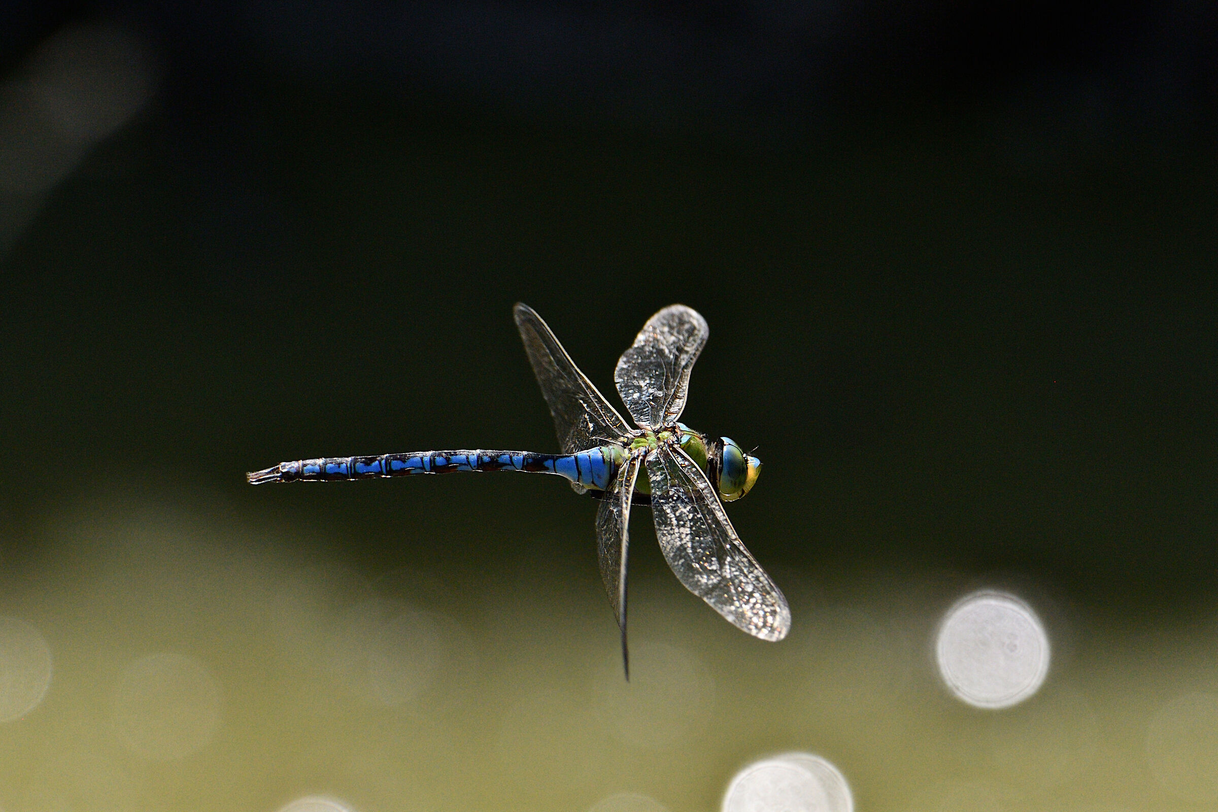 Anax imperator