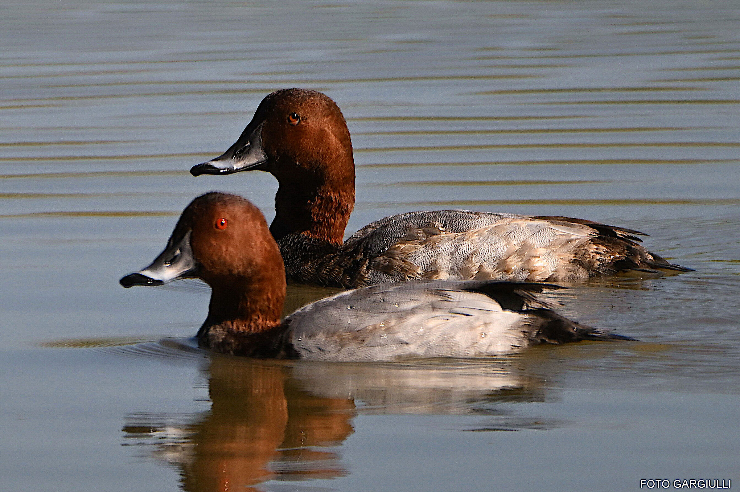 Pair of pochards