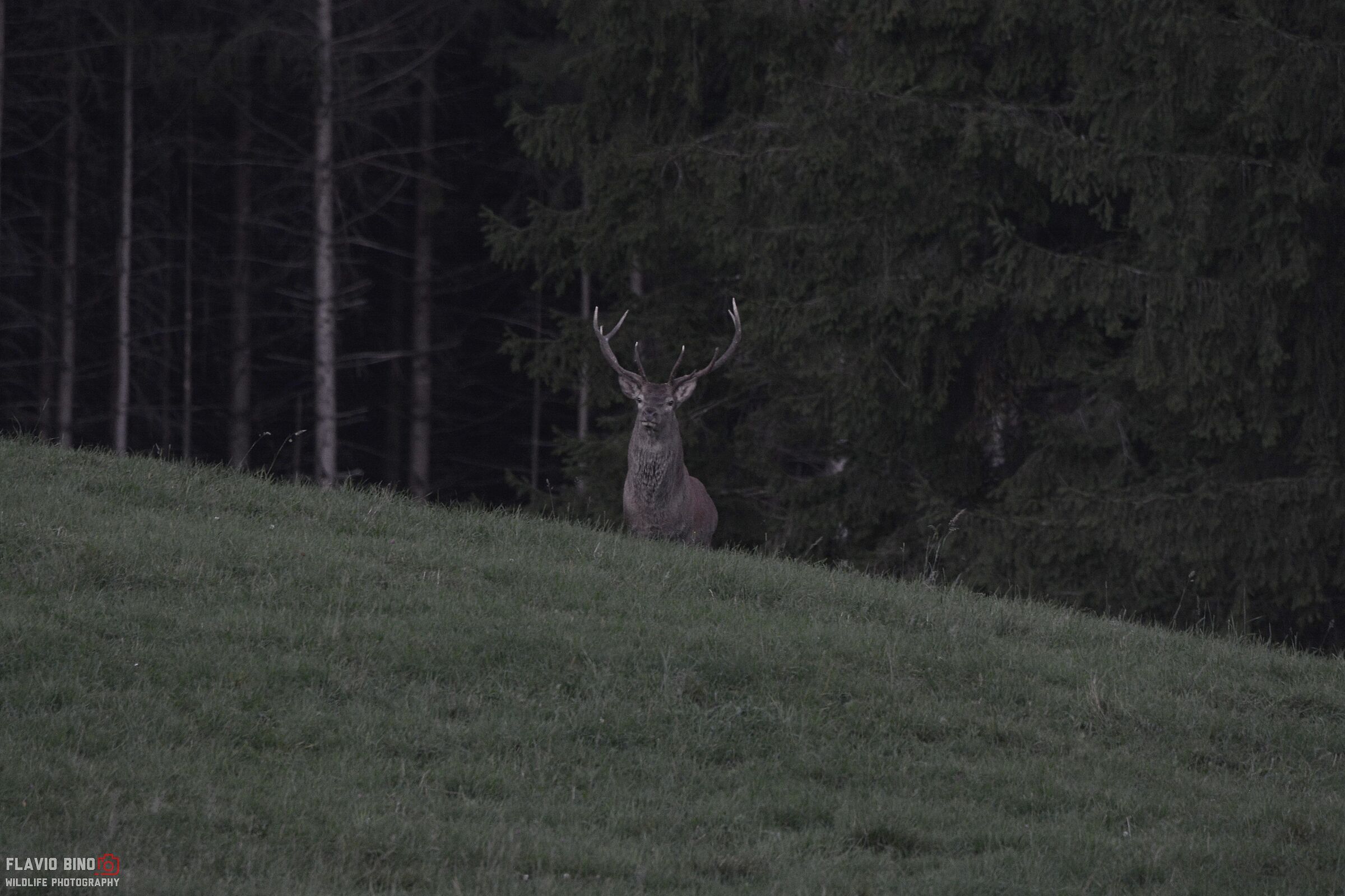 The King emerges on the pasture