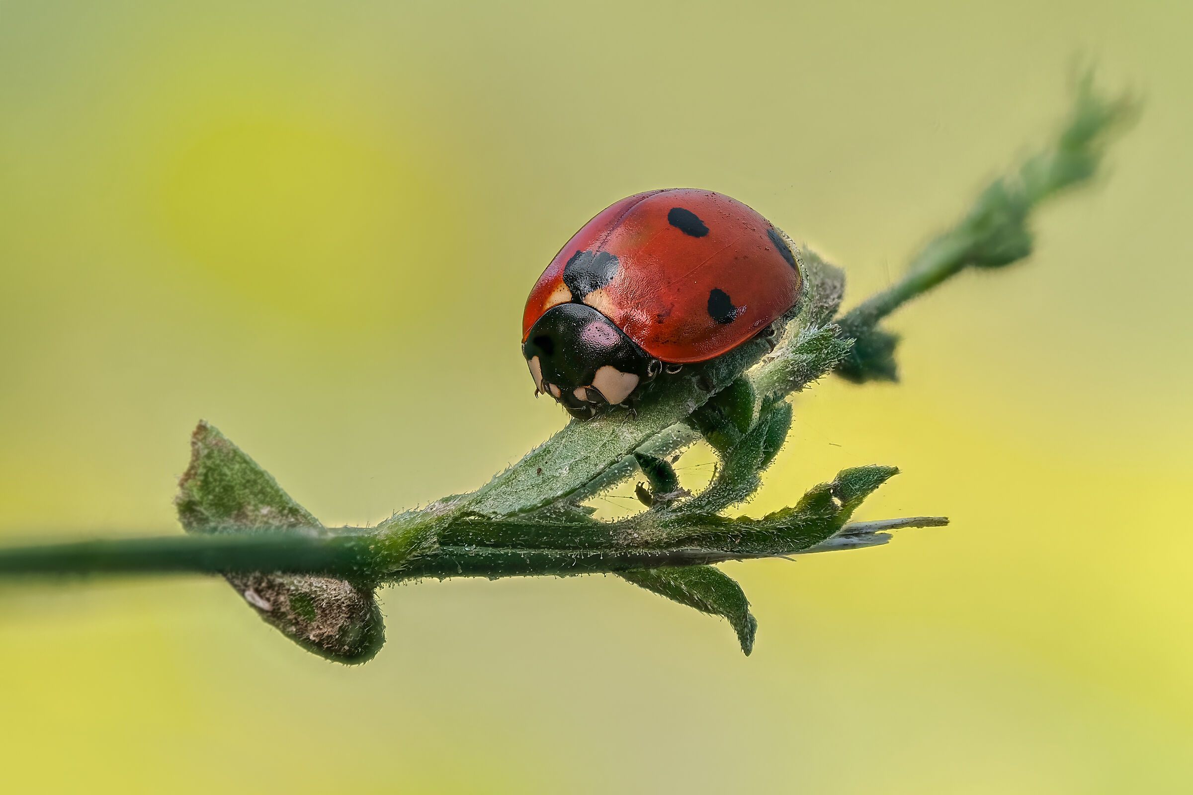 Coccinella septempunctata